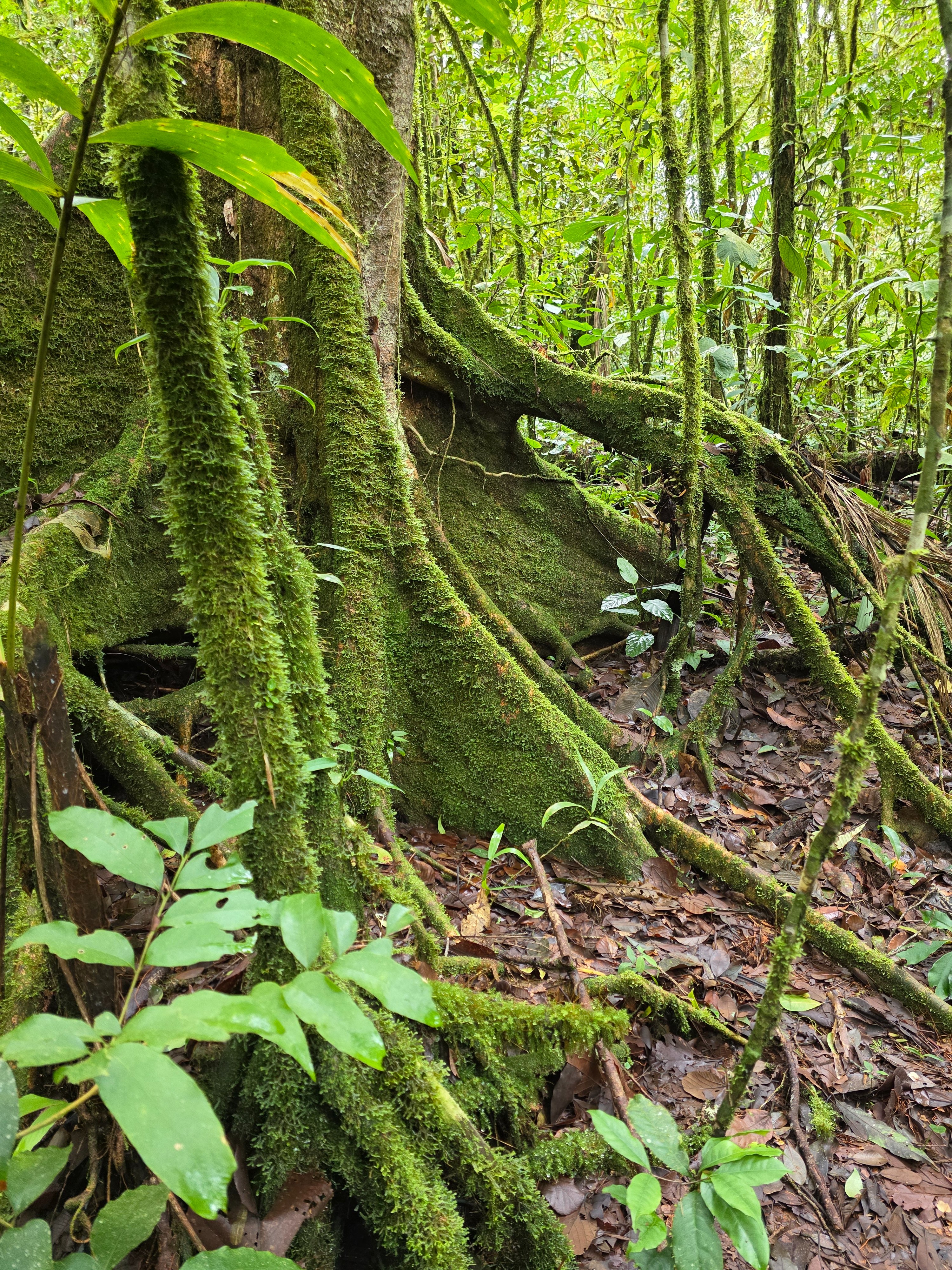 Help Me Save a Rainforest Corridor campaign photo, 2 of 8