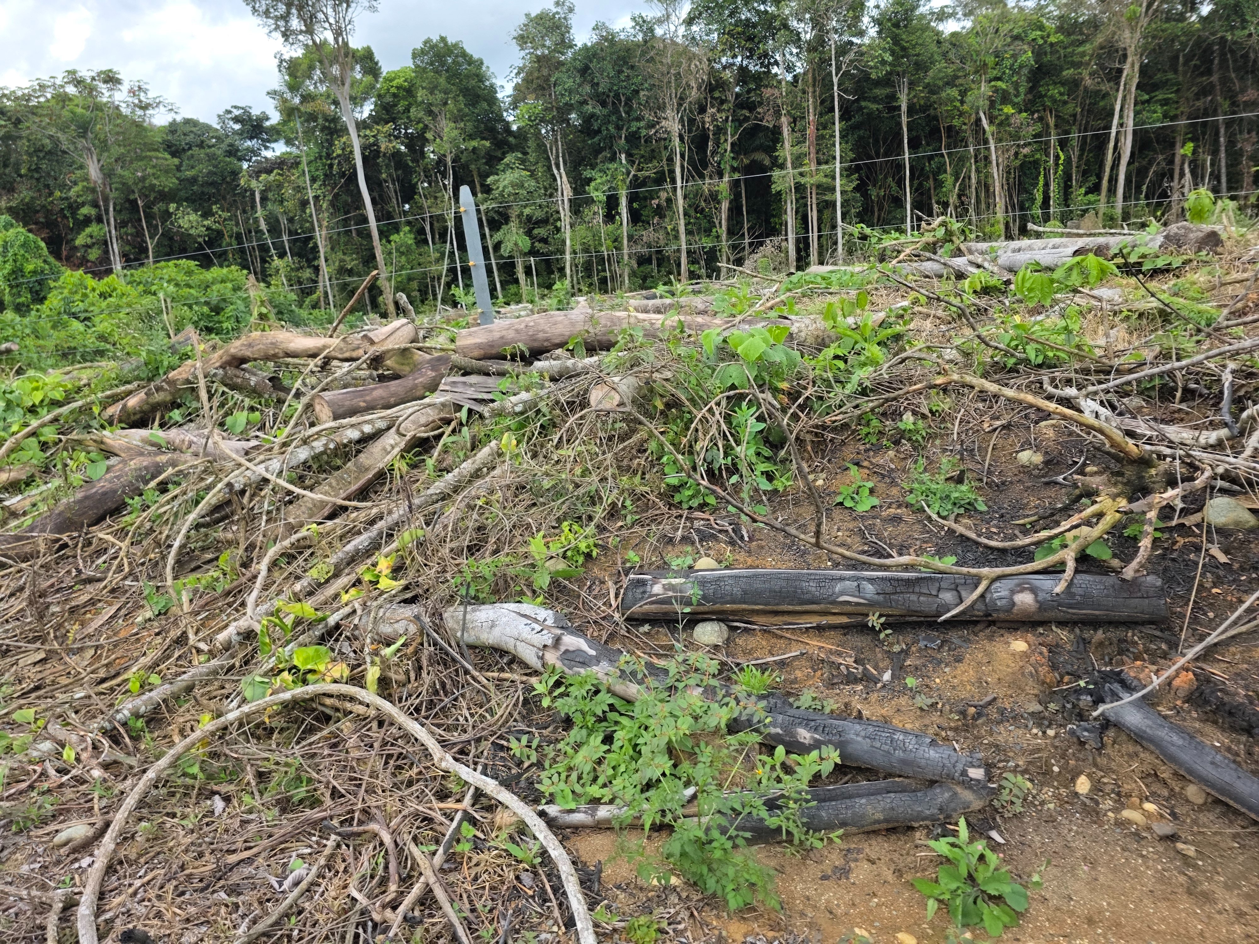 Help Me Save a Rainforest Corridor campaign photo, 4 of 8