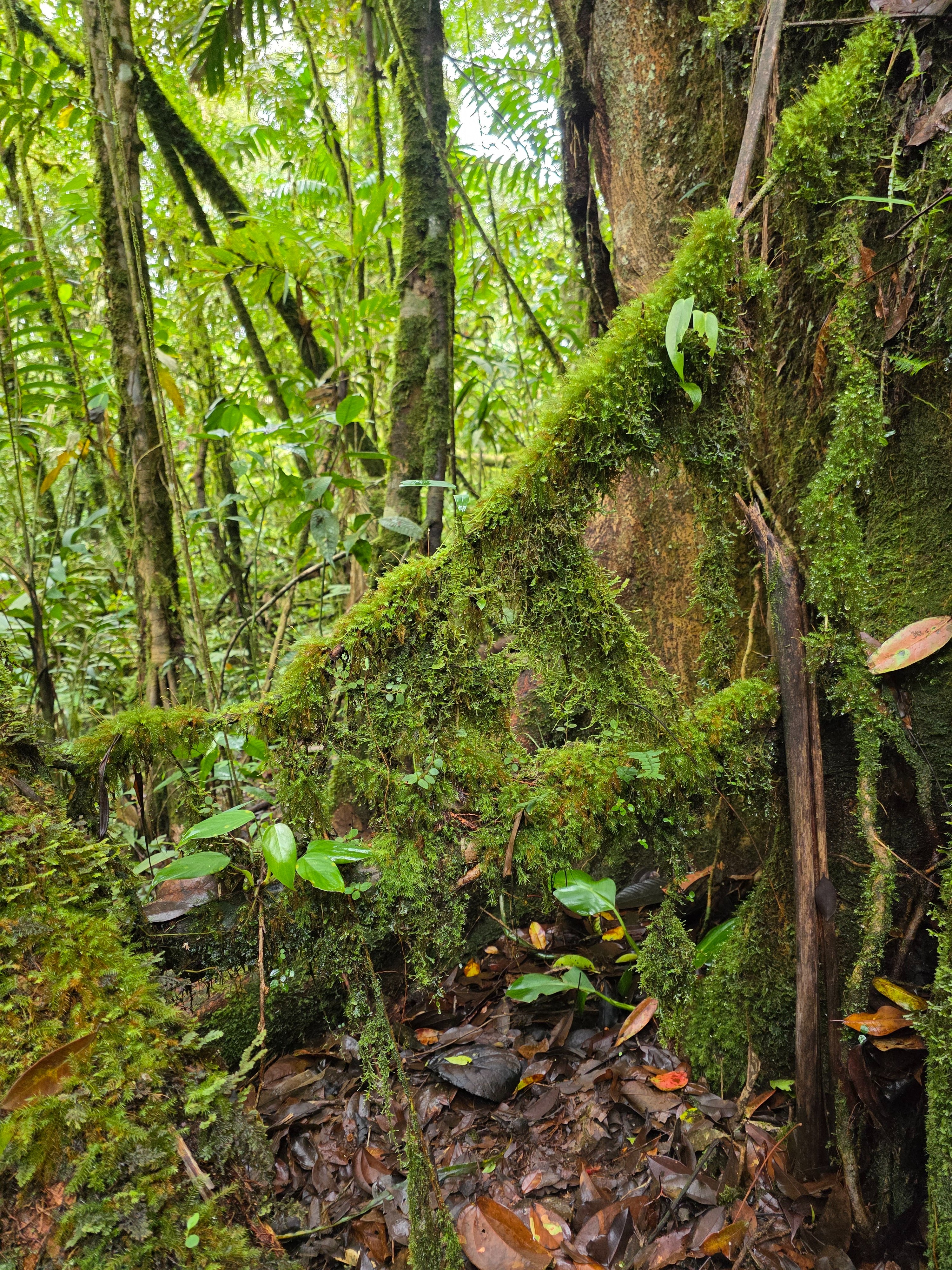 Help Me Save a Rainforest Corridor campaign photo, 6 of 8
