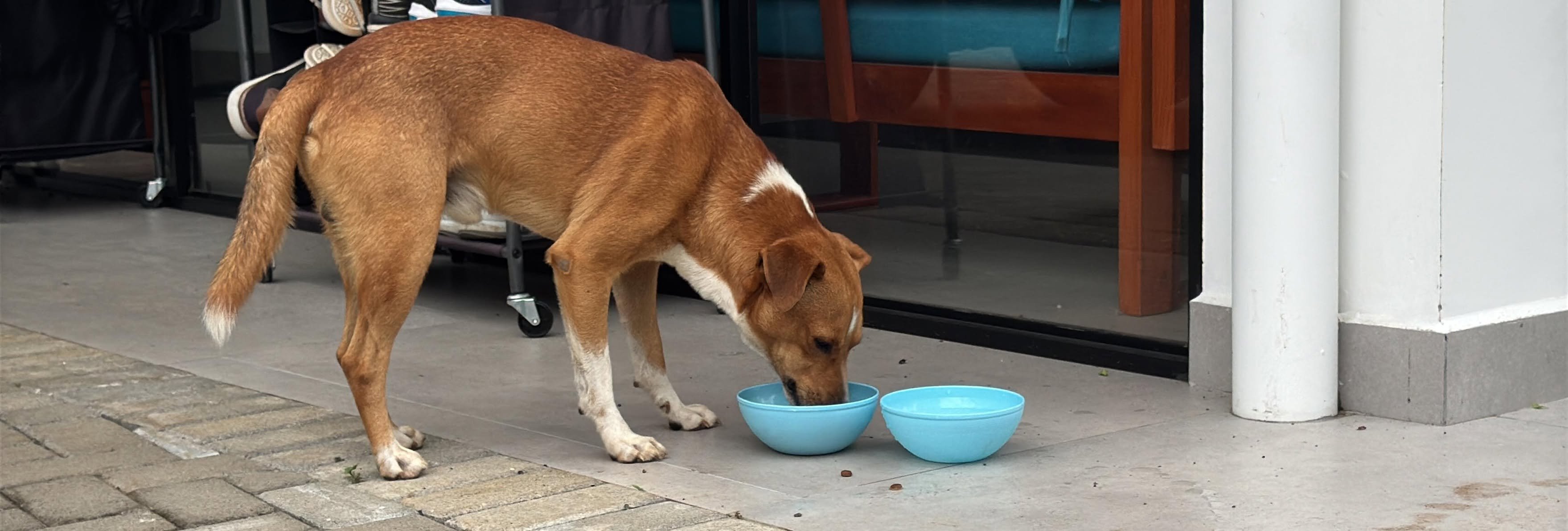 Urgent Care for Vulnerable Dogs & Cats in Atenas, Costa Rica campaign photo, 6 of 7