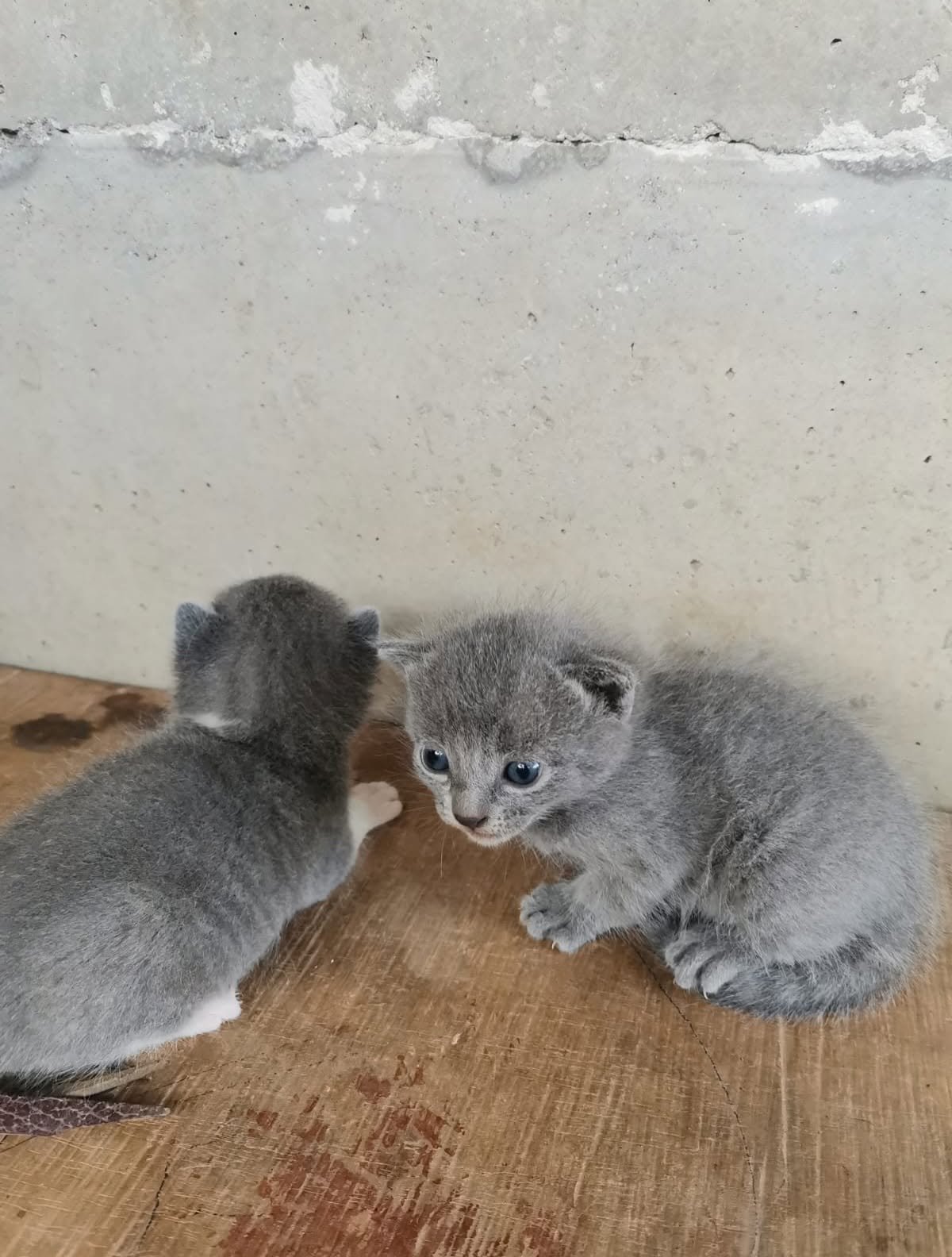 Urgent Care for Vulnerable Dogs & Cats in Atenas, Costa Rica campaign photo, 2 of 7