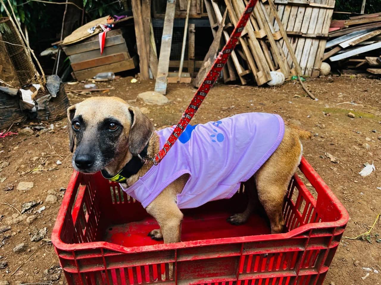 Urgent Care for Vulnerable Dogs & Cats in Atenas, Costa Rica campaign photo, 4 of 7