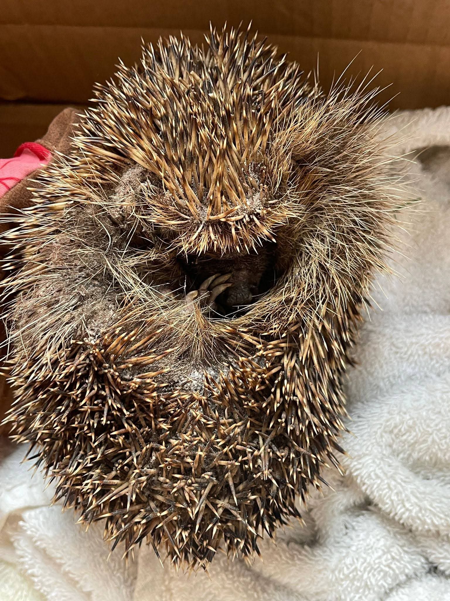 Chipping Sodbury Hedgehog rescue Fundraiser campaign photo, 7 of 8