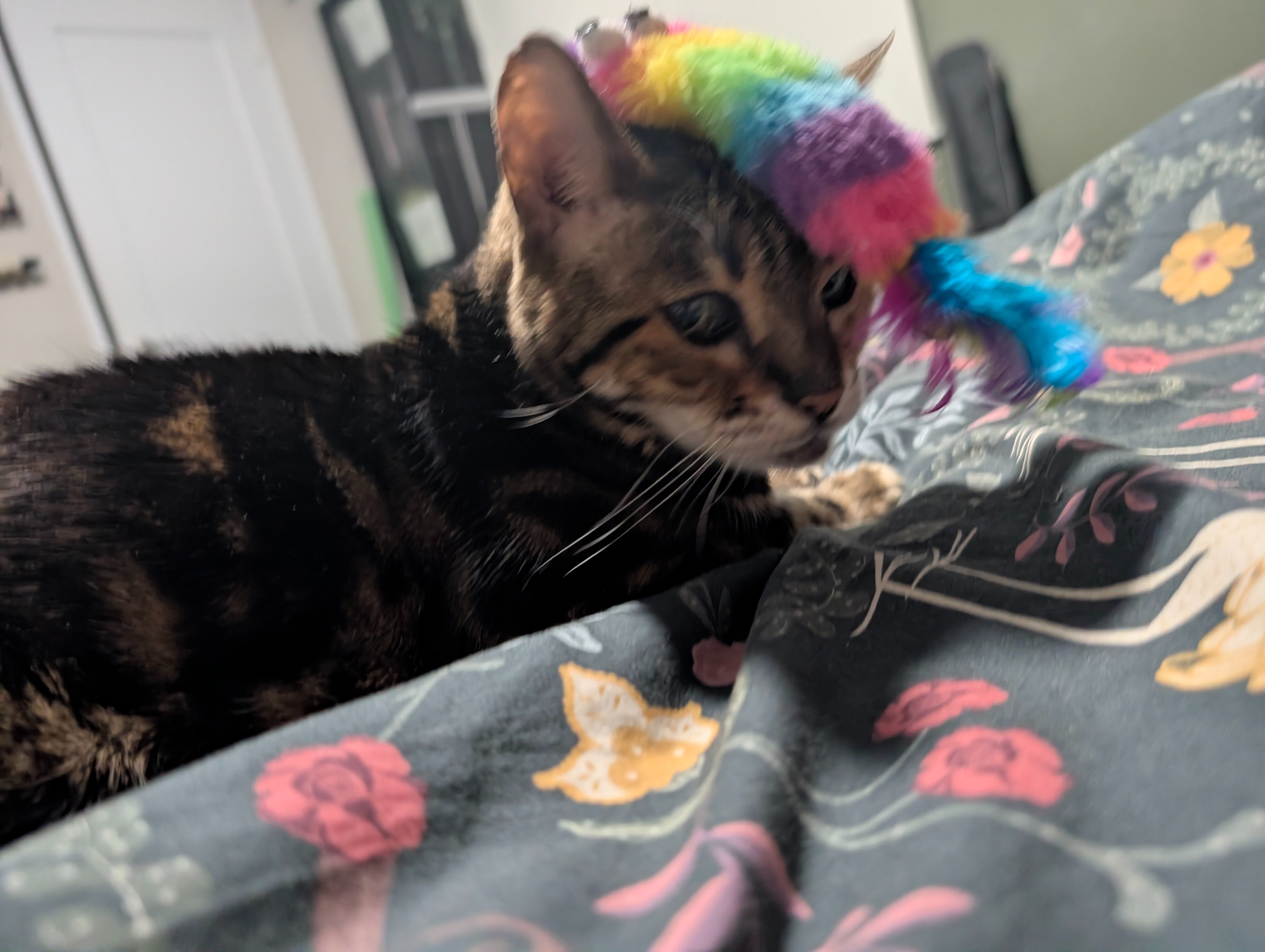 Help Ziggy Wartooth's Medical Care & 15th Birthday Fund campaign photo, 7 of 8