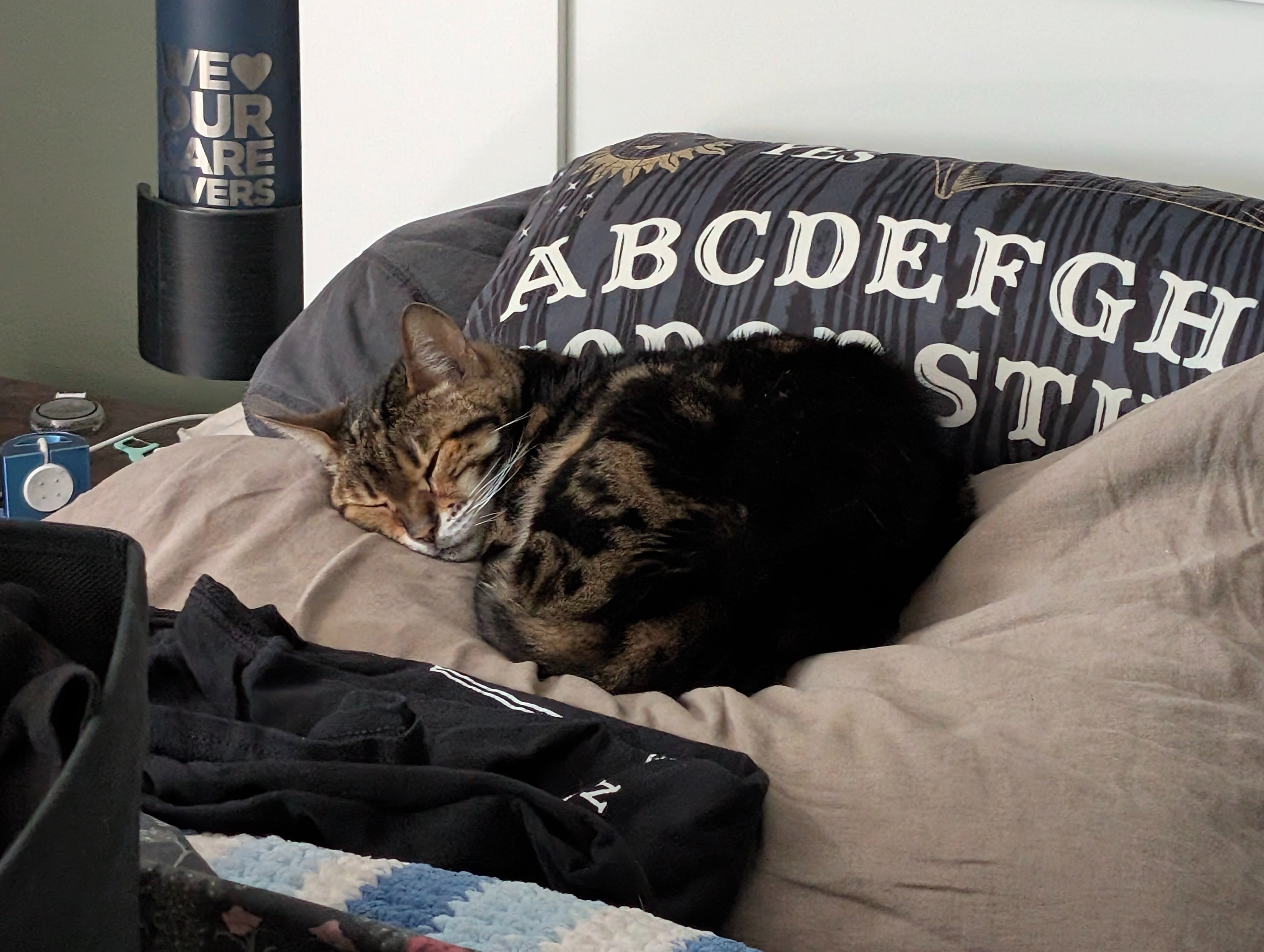 Help Ziggy Wartooth's Medical Care & 15th Birthday Fund campaign photo, 4 of 8