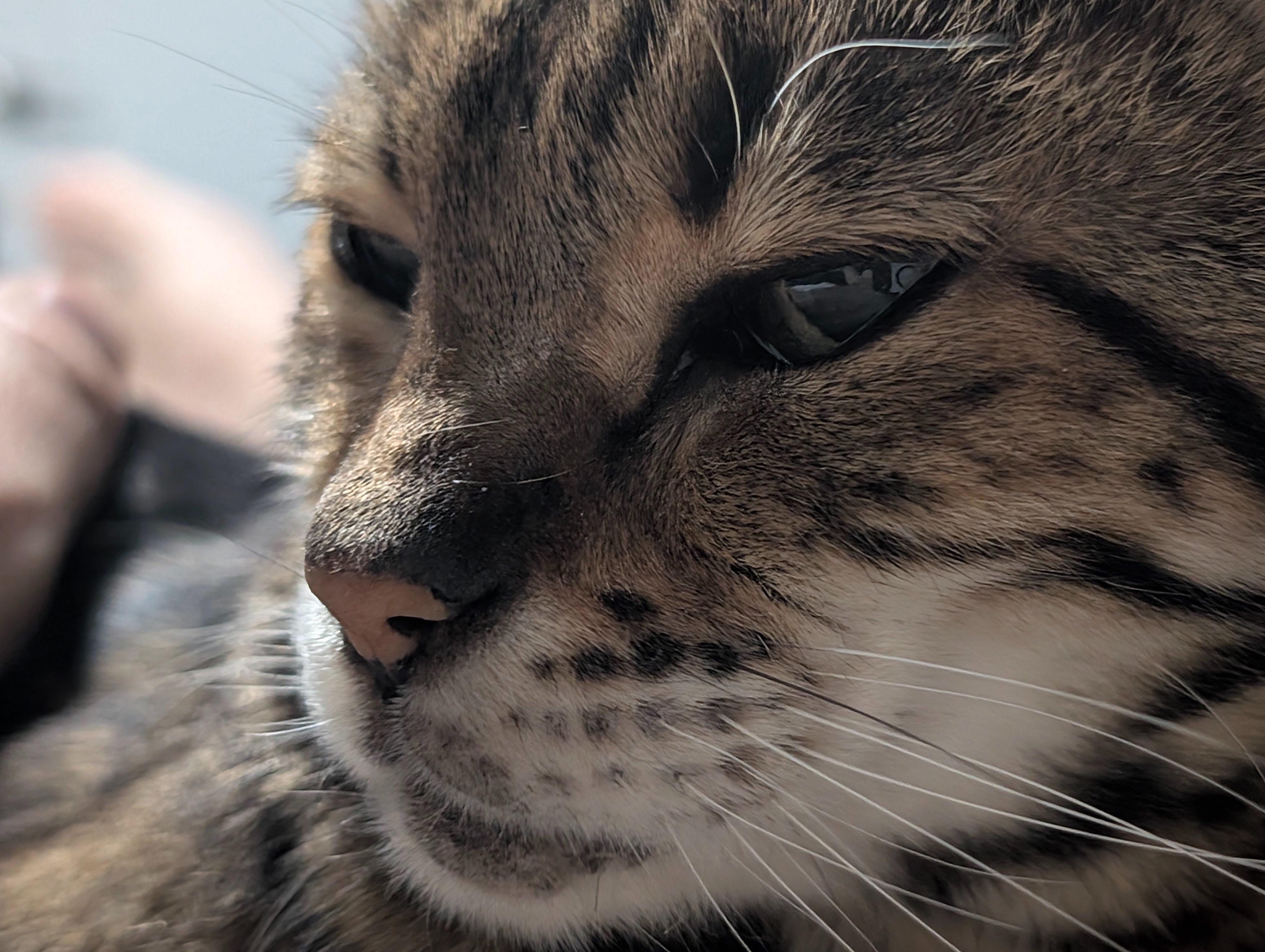 Help Ziggy Wartooth's Medical Care & 15th Birthday Fund campaign photo, 6 of 8