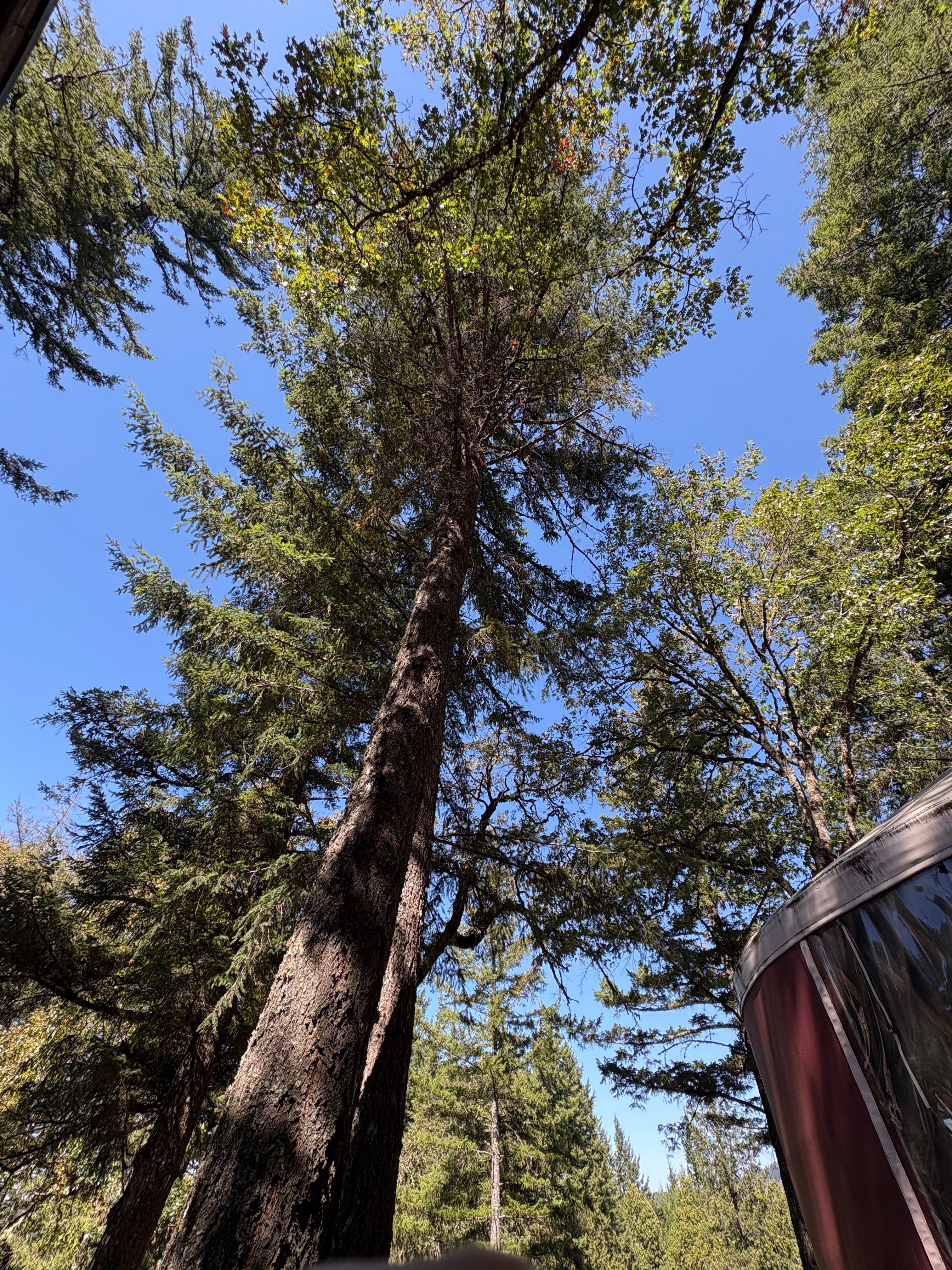 Cut down the Danger Tree: Save Kiri's yurt! campaign photo, 7 of 8