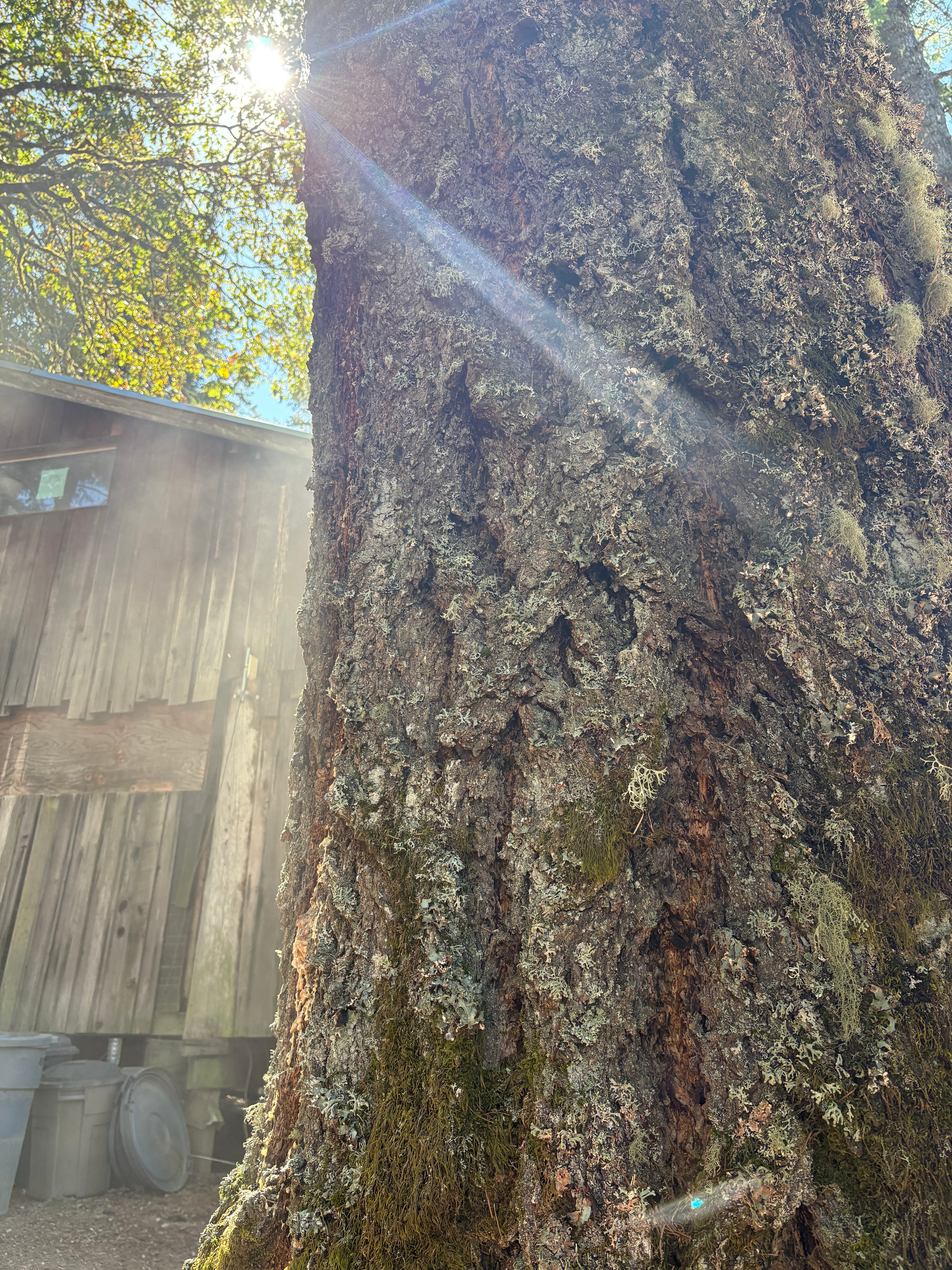 Cut down the Danger Tree: Save Kiri's yurt! campaign photo, 2 of 8
