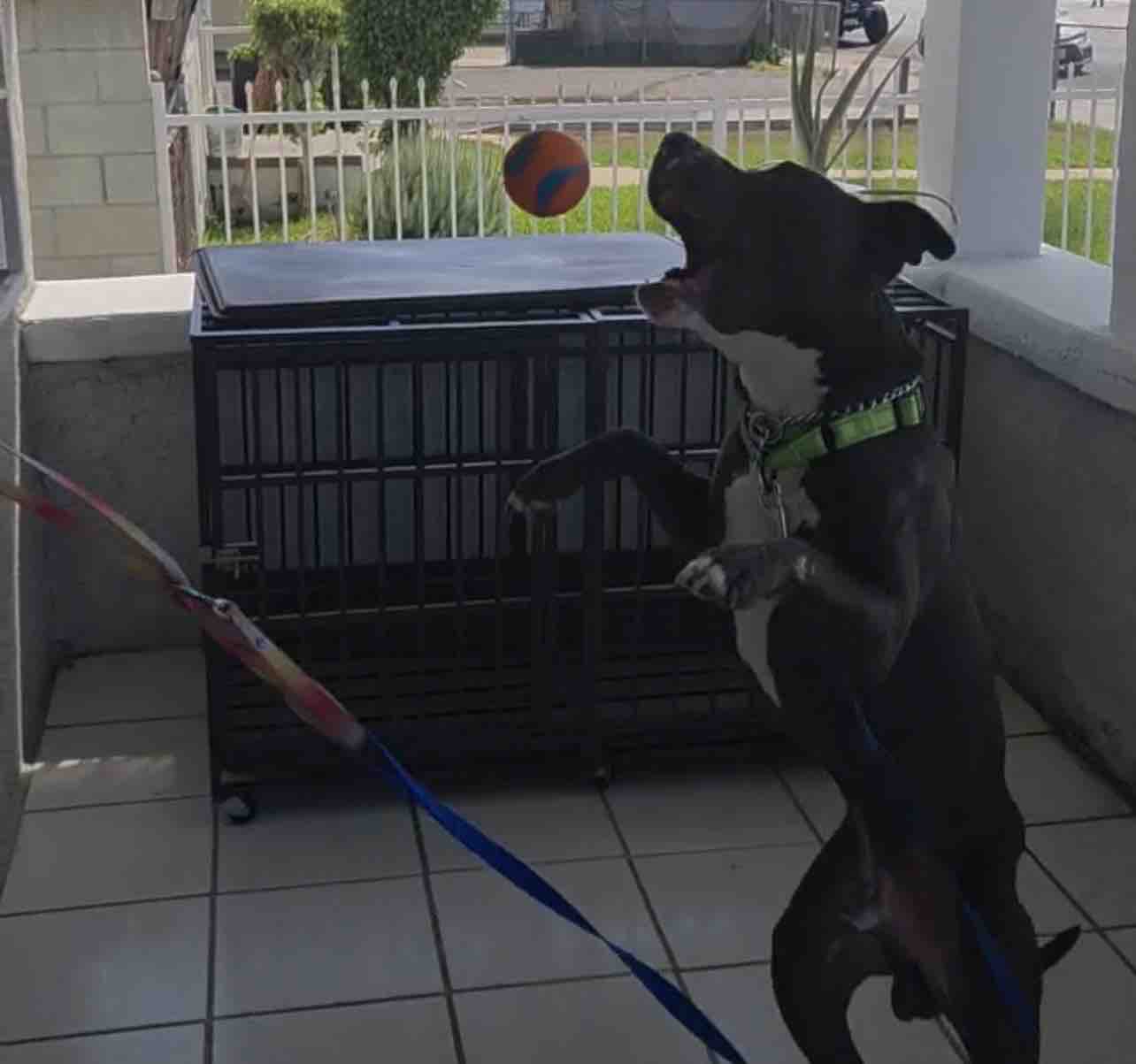 Foto de la recaudación de fondos Rescue Dog “Blue” Needs Urgent Behavioral Training, 10 de 11