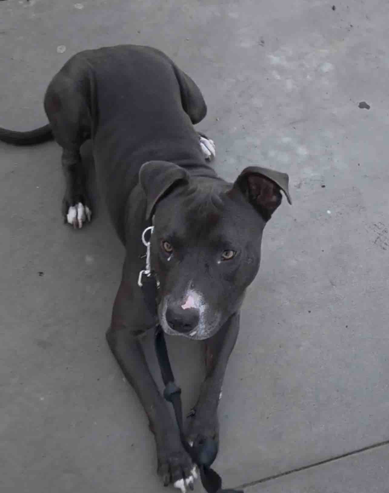 Foto de la recaudación de fondos Rescue Dog “Blue” Needs Urgent Behavioral Training, 2 de 11