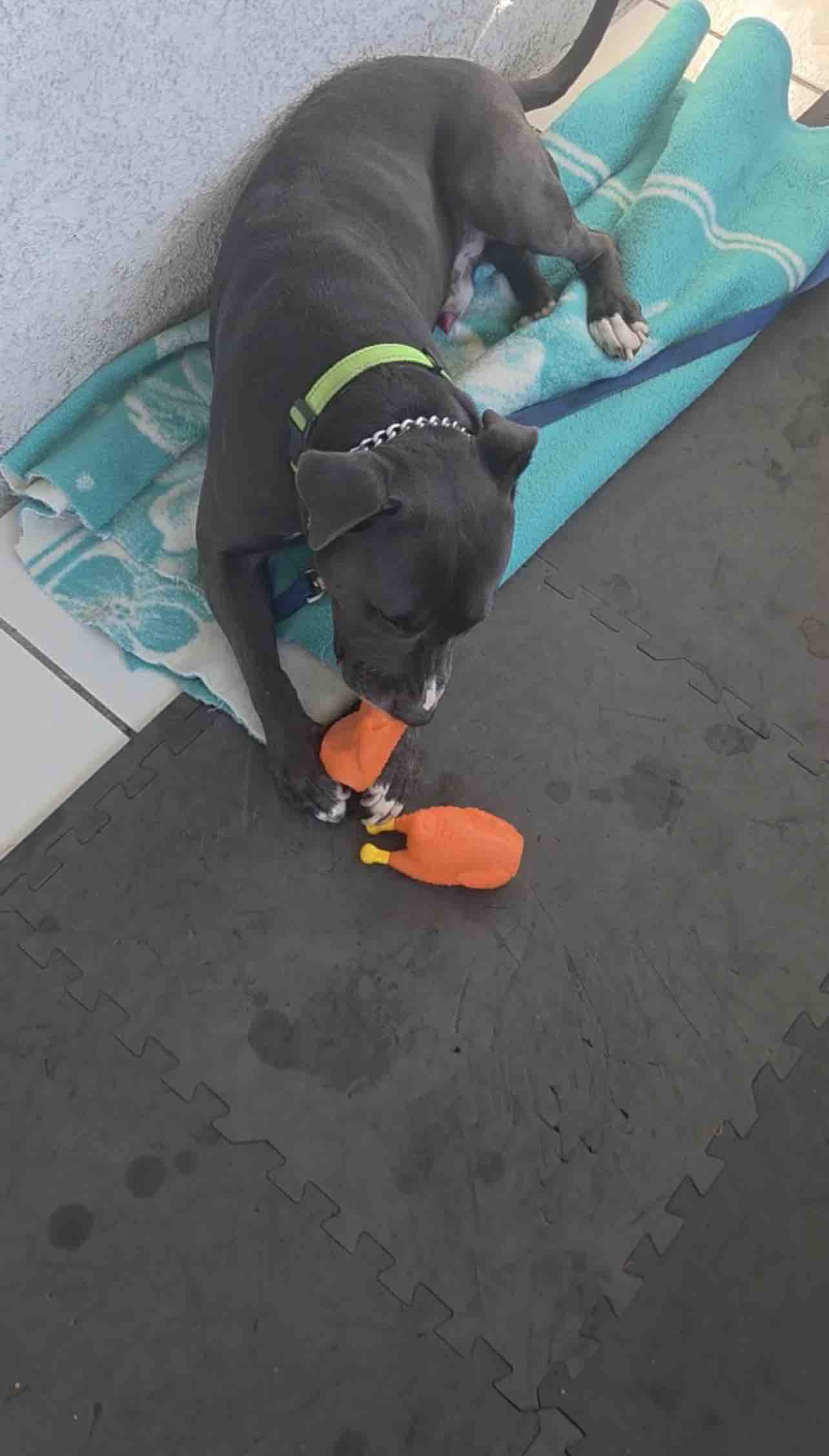 Foto de la recaudación de fondos Rescue Dog “Blue” Needs Urgent Behavioral Training, 4 de 11