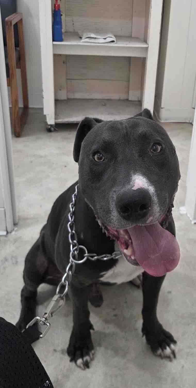 Foto de la recaudación de fondos Rescue Dog “Blue” Needs Urgent Behavioral Training, 5 de 11