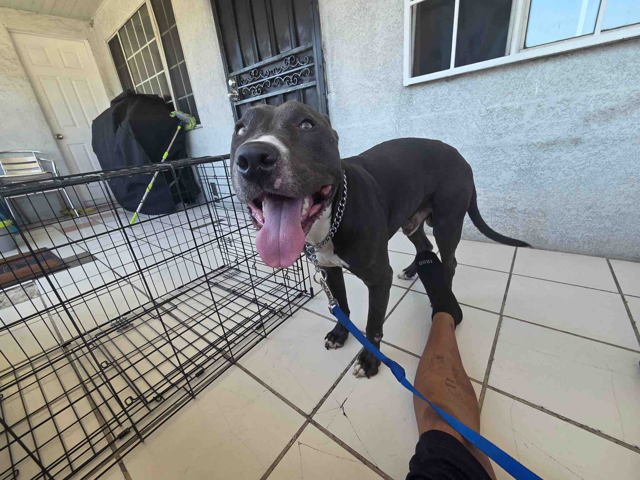 Foto de la recaudación de fondos Rescue Dog “Blue” Needs Urgent Behavioral Training, 6 de 11