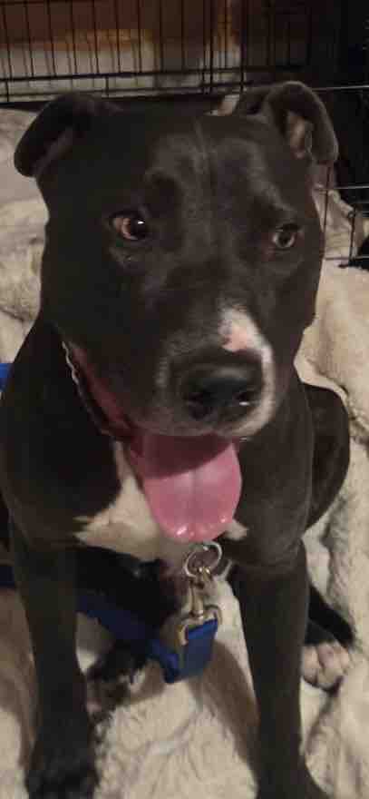 Foto de la recaudación de fondos Rescue Dog “Blue” Needs Urgent Behavioral Training, 7 de 11