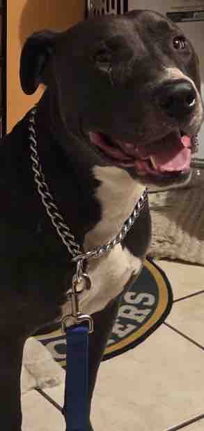 Foto de la recaudación de fondos Rescue Dog “Blue” Needs Urgent Behavioral Training, 8 de 11