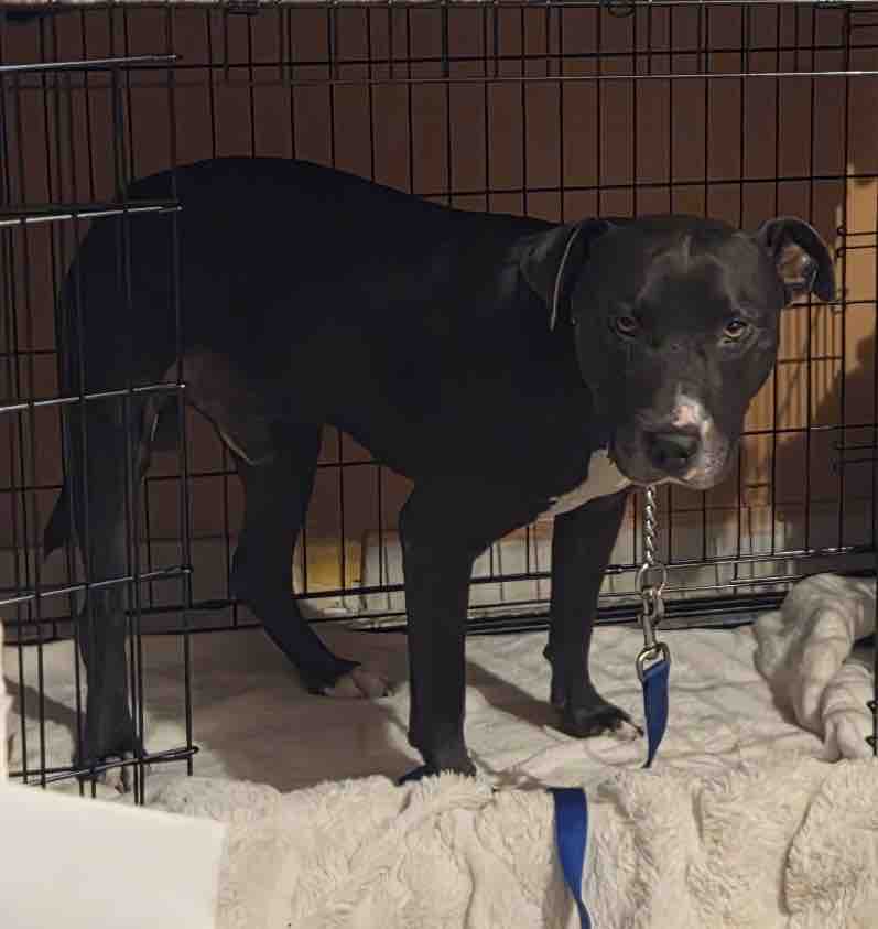 Foto de la recaudación de fondos Rescue Dog “Blue” Needs Urgent Behavioral Training, 9 de 11