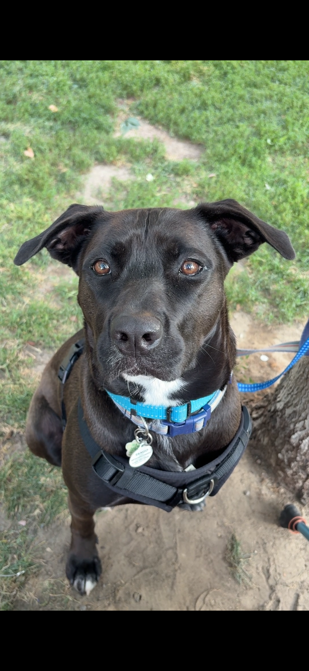 Support Tango's Care During My Surgery - A Dog Rescue Story campaign photo, 4 of 5