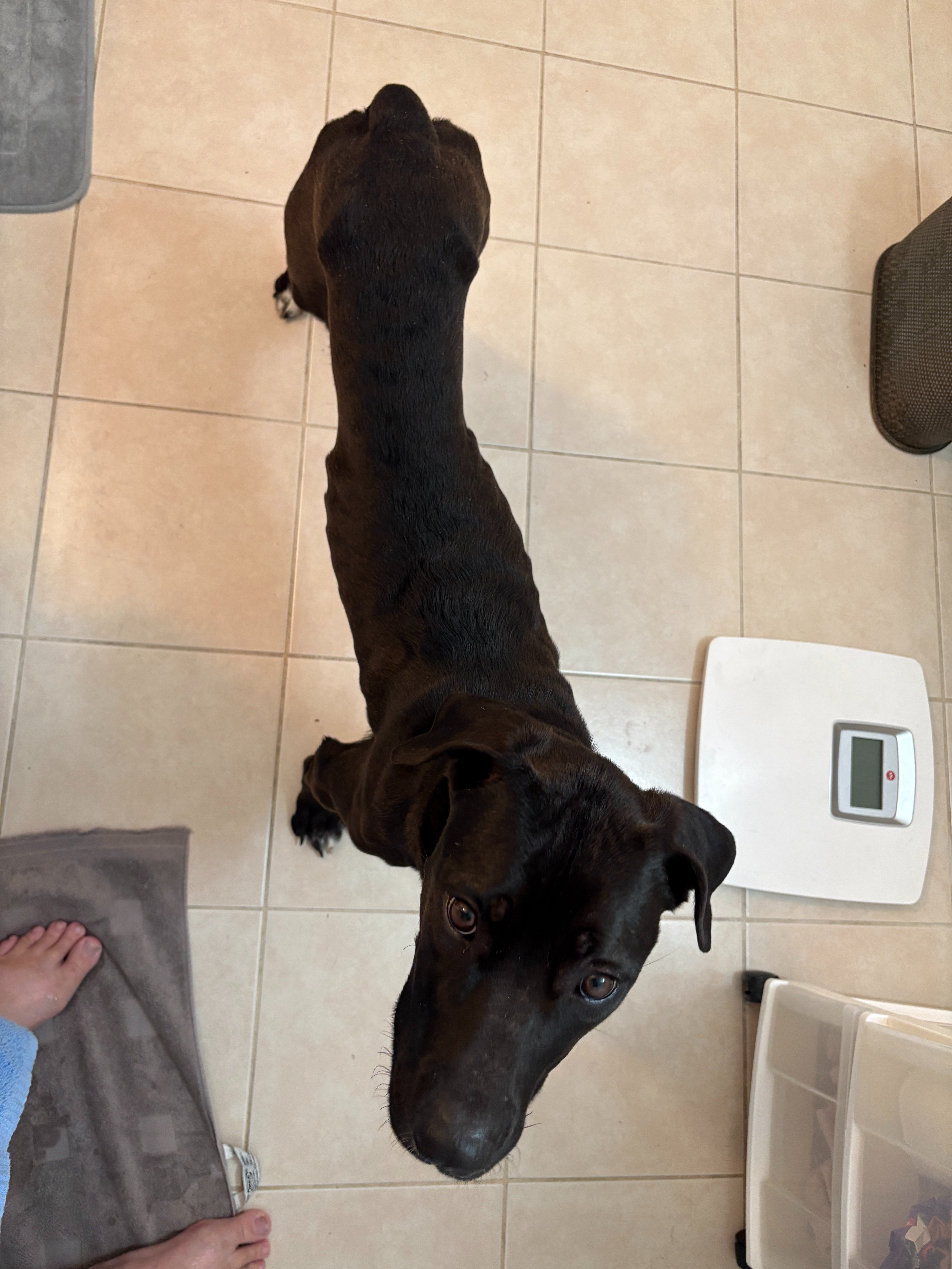 Support Tango's Care During My Surgery - A Dog Rescue Story campaign photo, 2 of 5