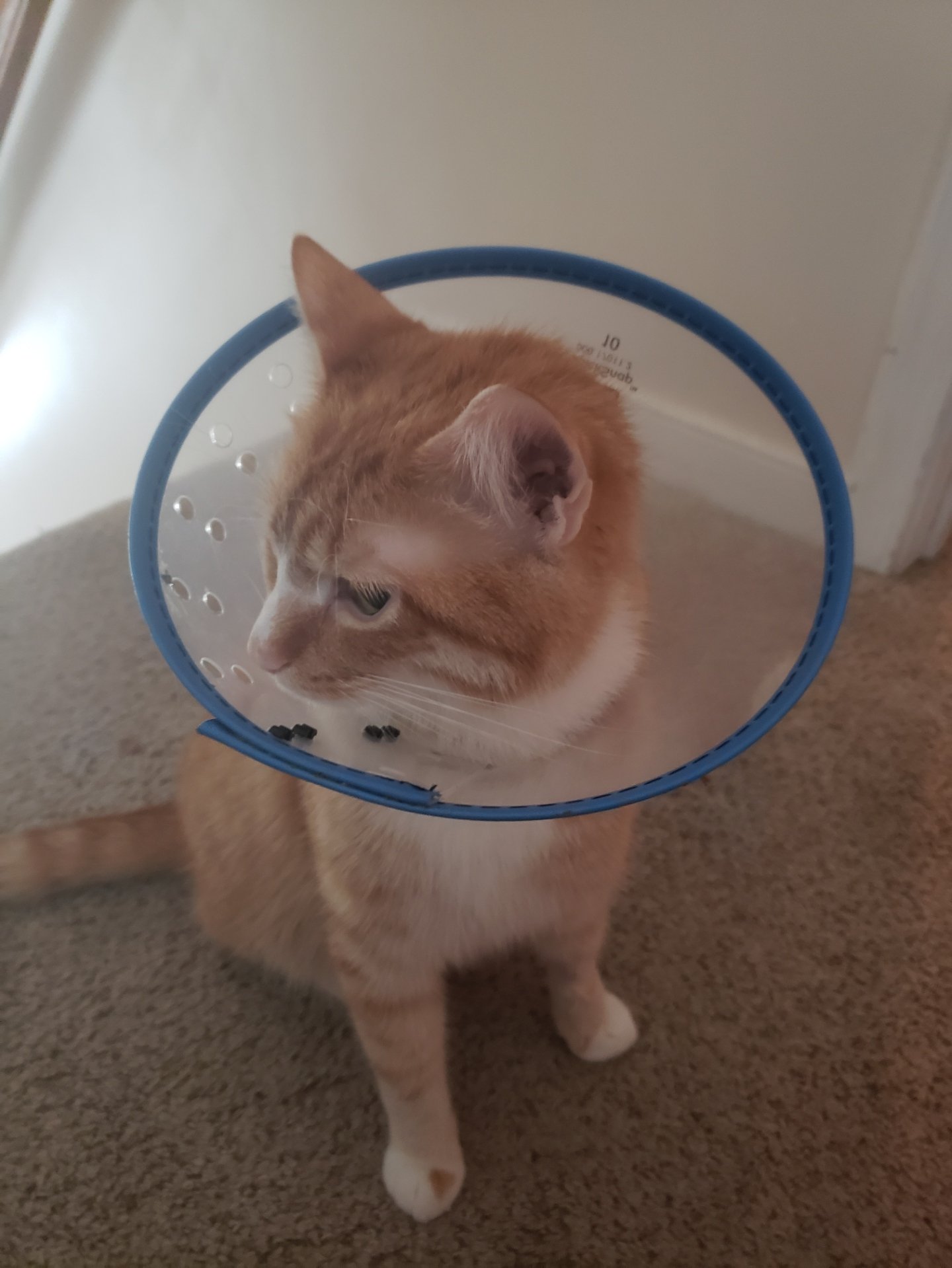 Help Cal Heal After Emergency Surgery campaign photo, 2 of 7