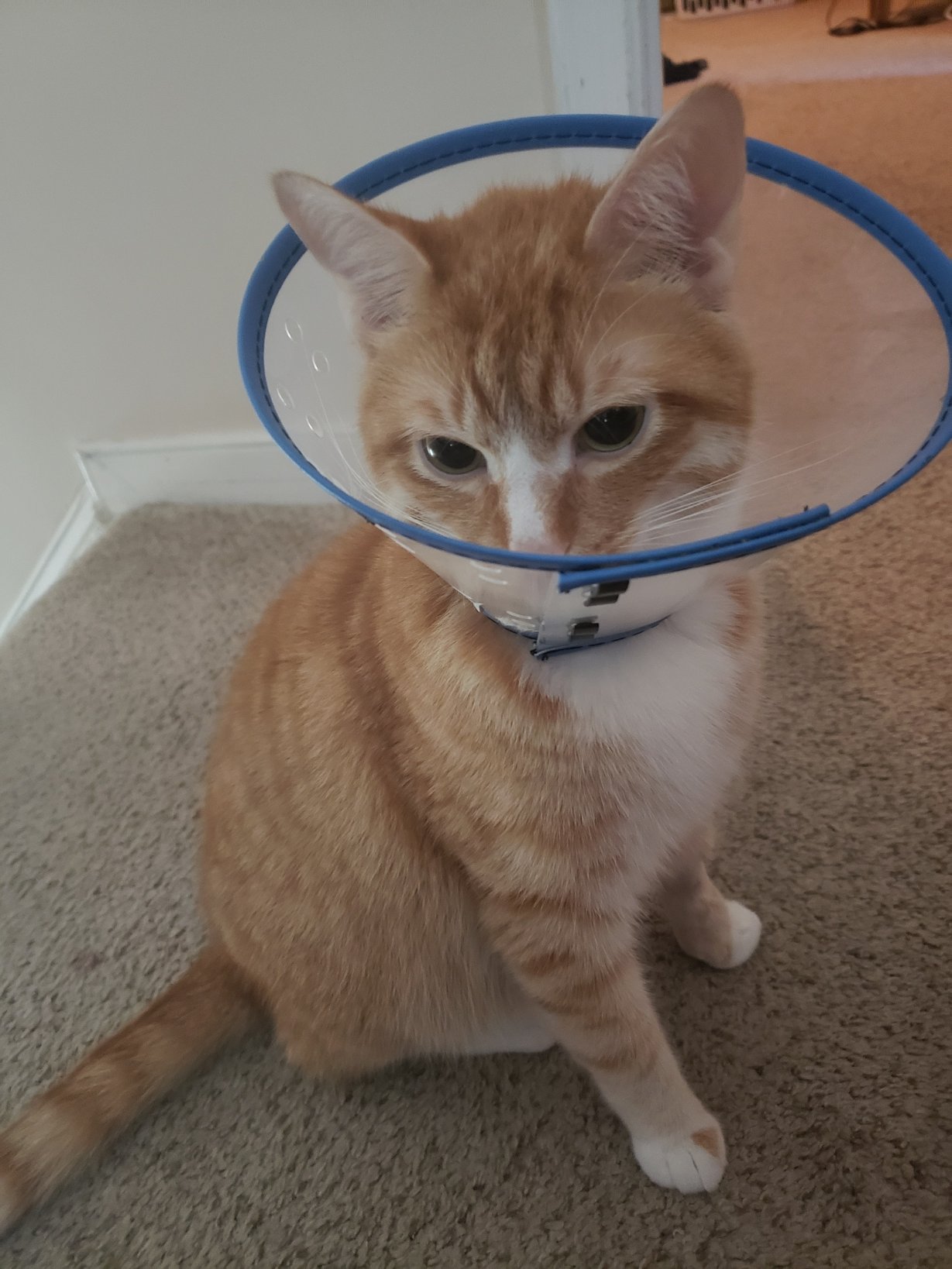 Help Cal Heal After Emergency Surgery campaign photo, 5 of 7