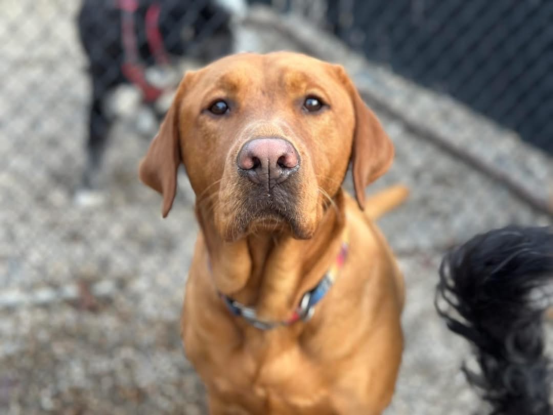 Help Lucy After Housefire campaign photo, 7 of 8