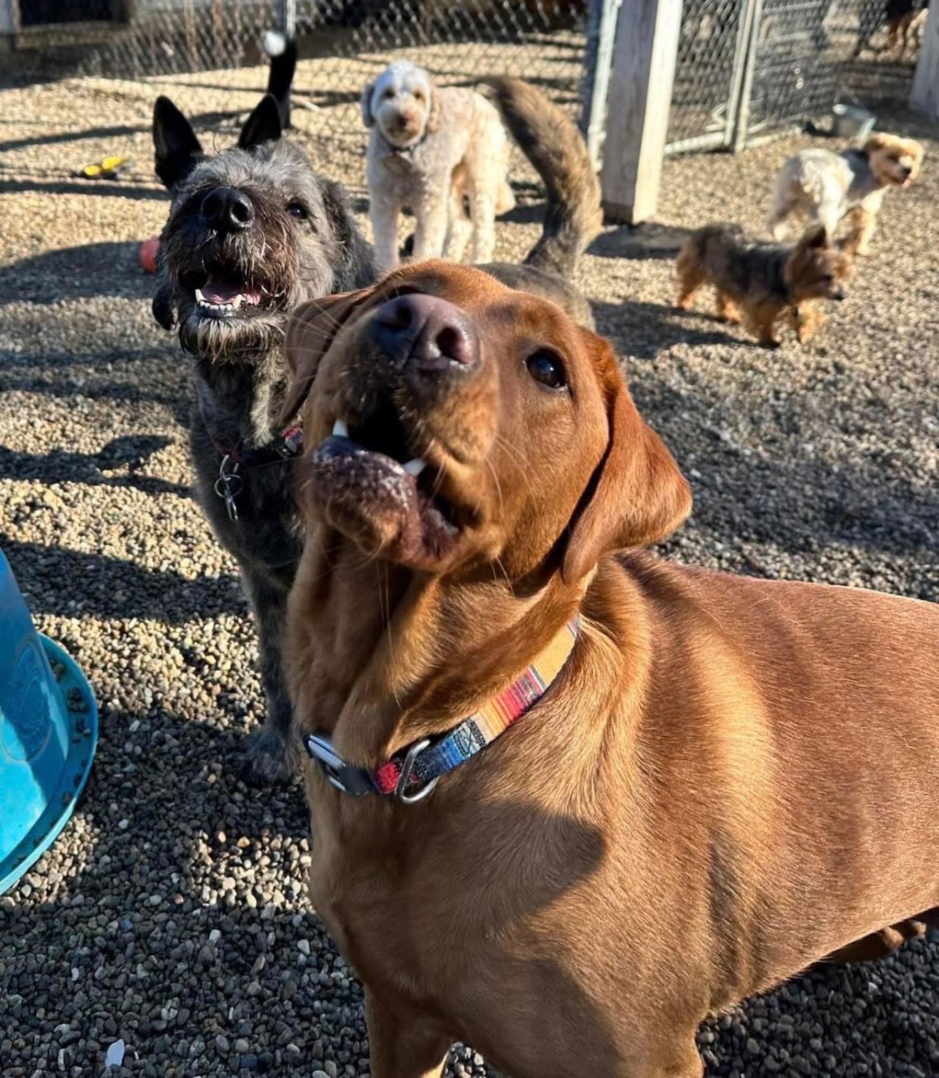 Help Lucy After Housefire campaign photo, 5 of 8