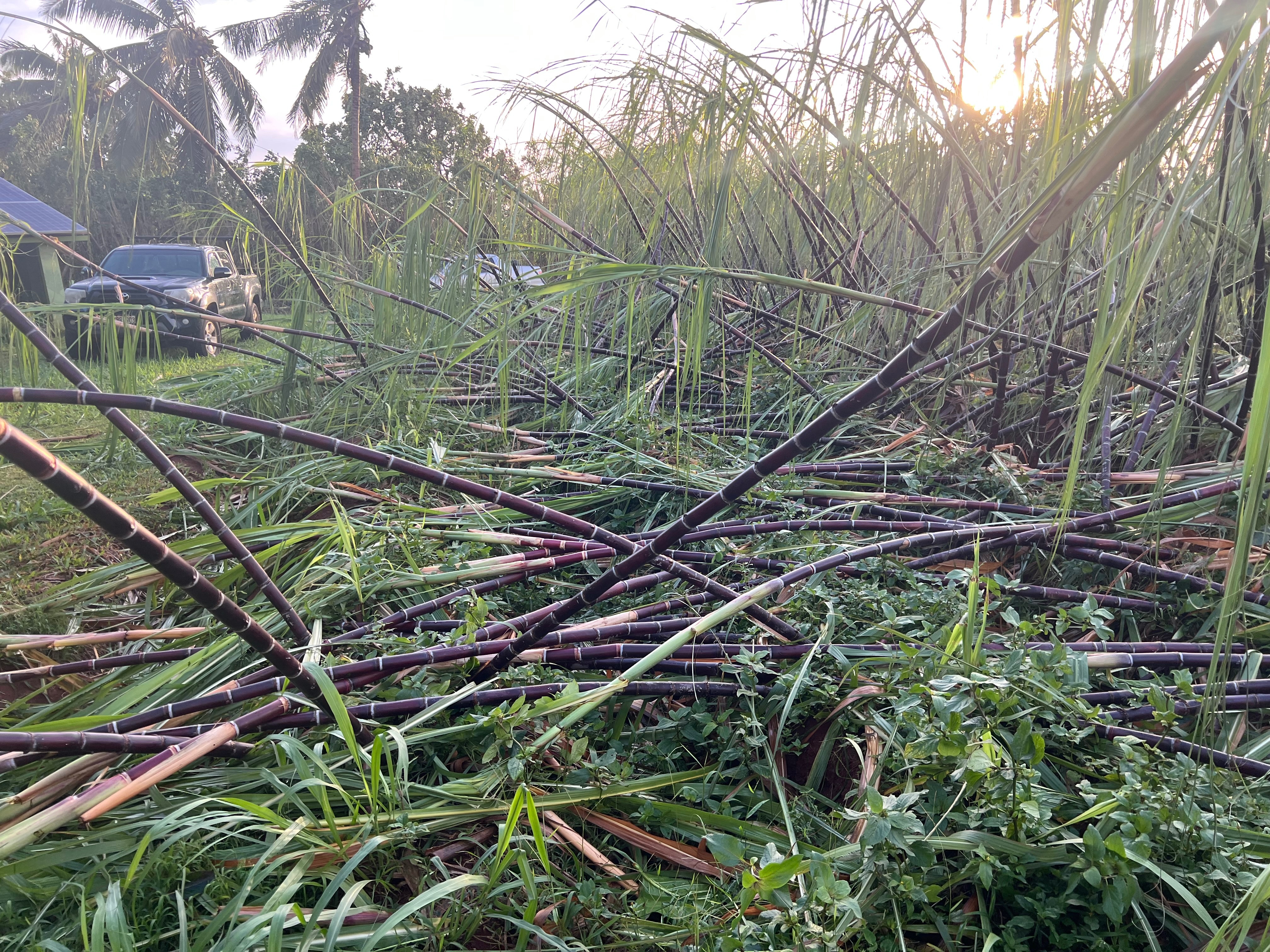 Replanting Kaua'i Kō After Hurricane Lowell campaign photo, 7 of 8