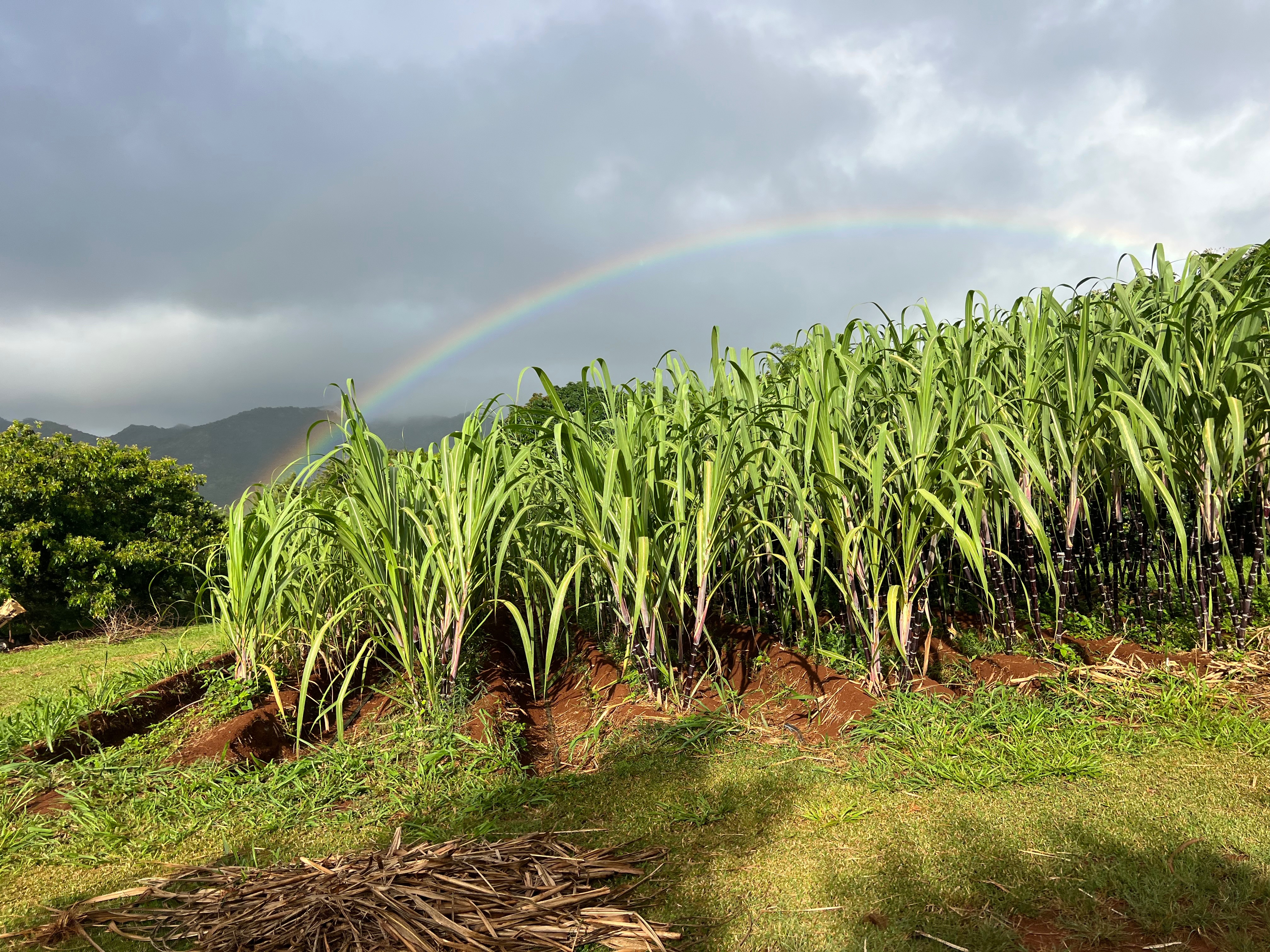 Replanting Kaua'i Kō After Hurricane Lowell campaign photo, 5 of 8