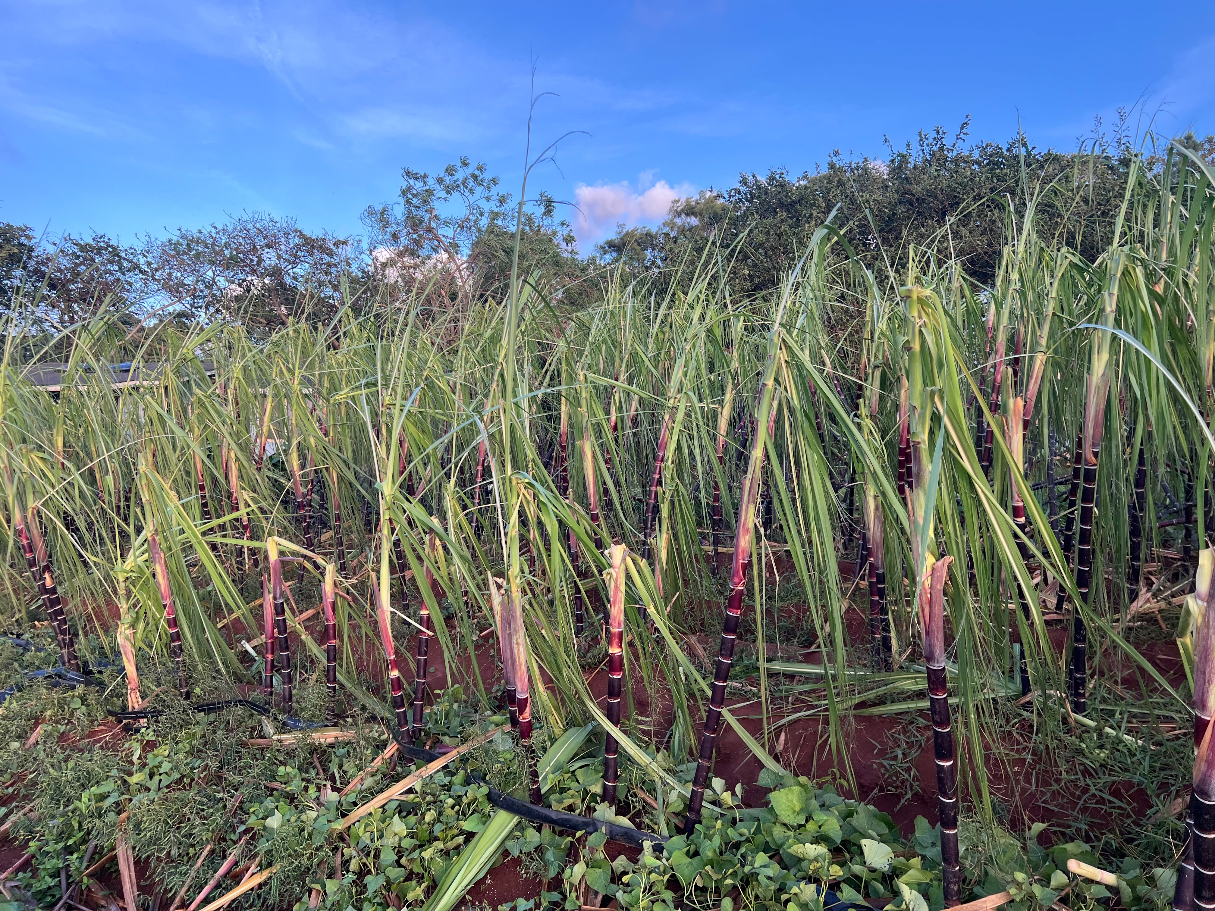 Replanting Kaua'i Kō After Hurricane Lowell campaign photo, 6 of 8