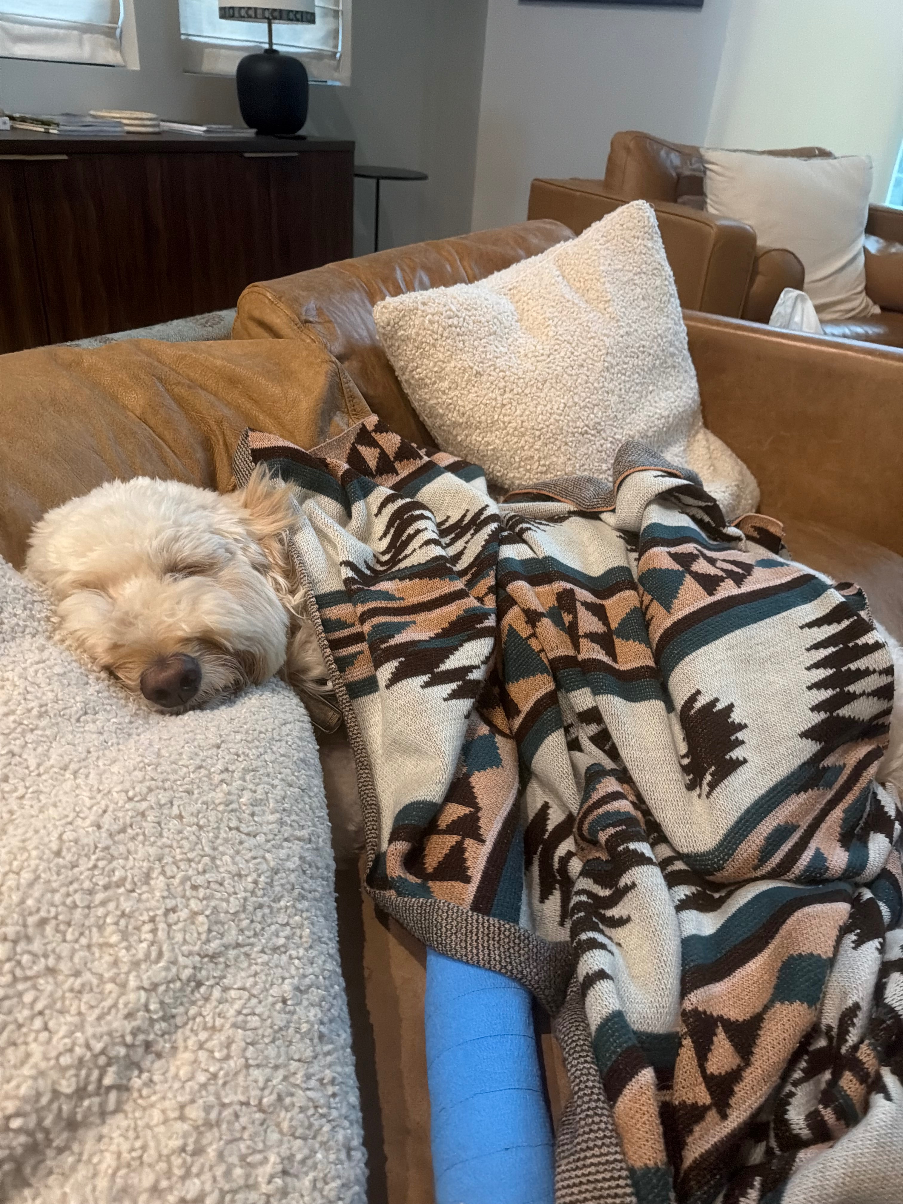 Help Murphee Recover From a Moose Attack Vet Surgery campaign photo, 7 of 8