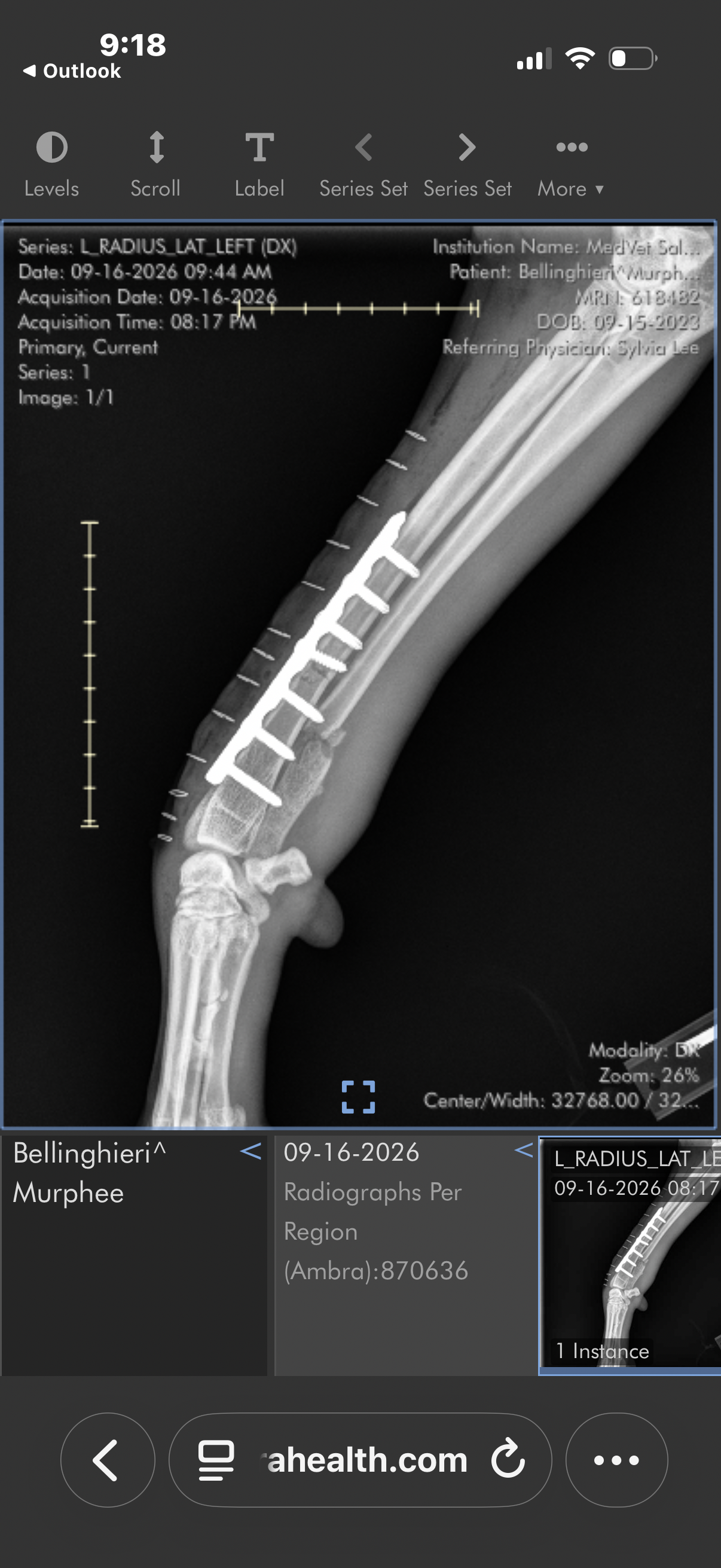 Help Murphee Recover From a Moose Attack Vet Surgery campaign photo, 2 of 8