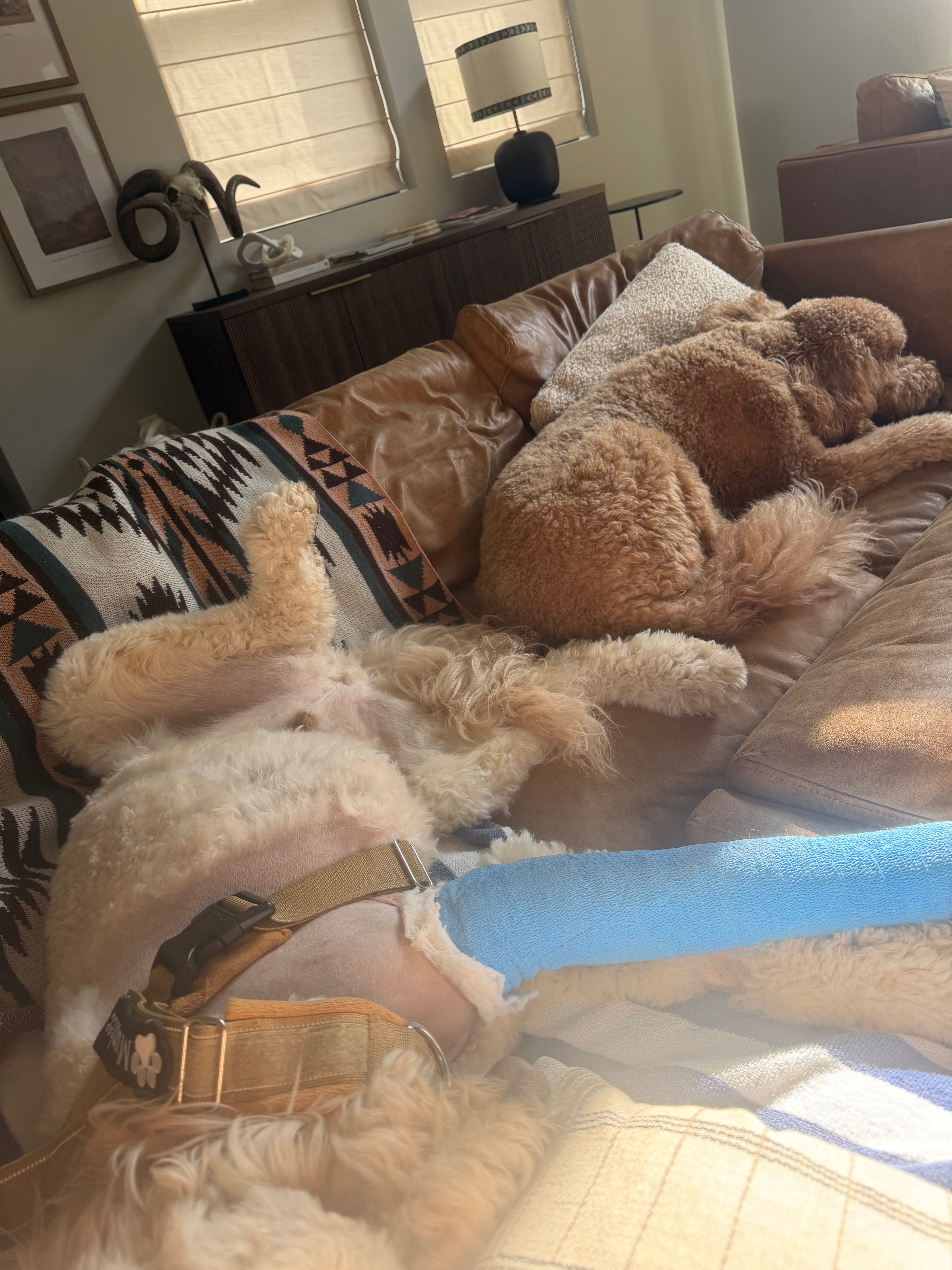 Help Murphee Recover From a Moose Attack Vet Surgery campaign photo, 4 of 8