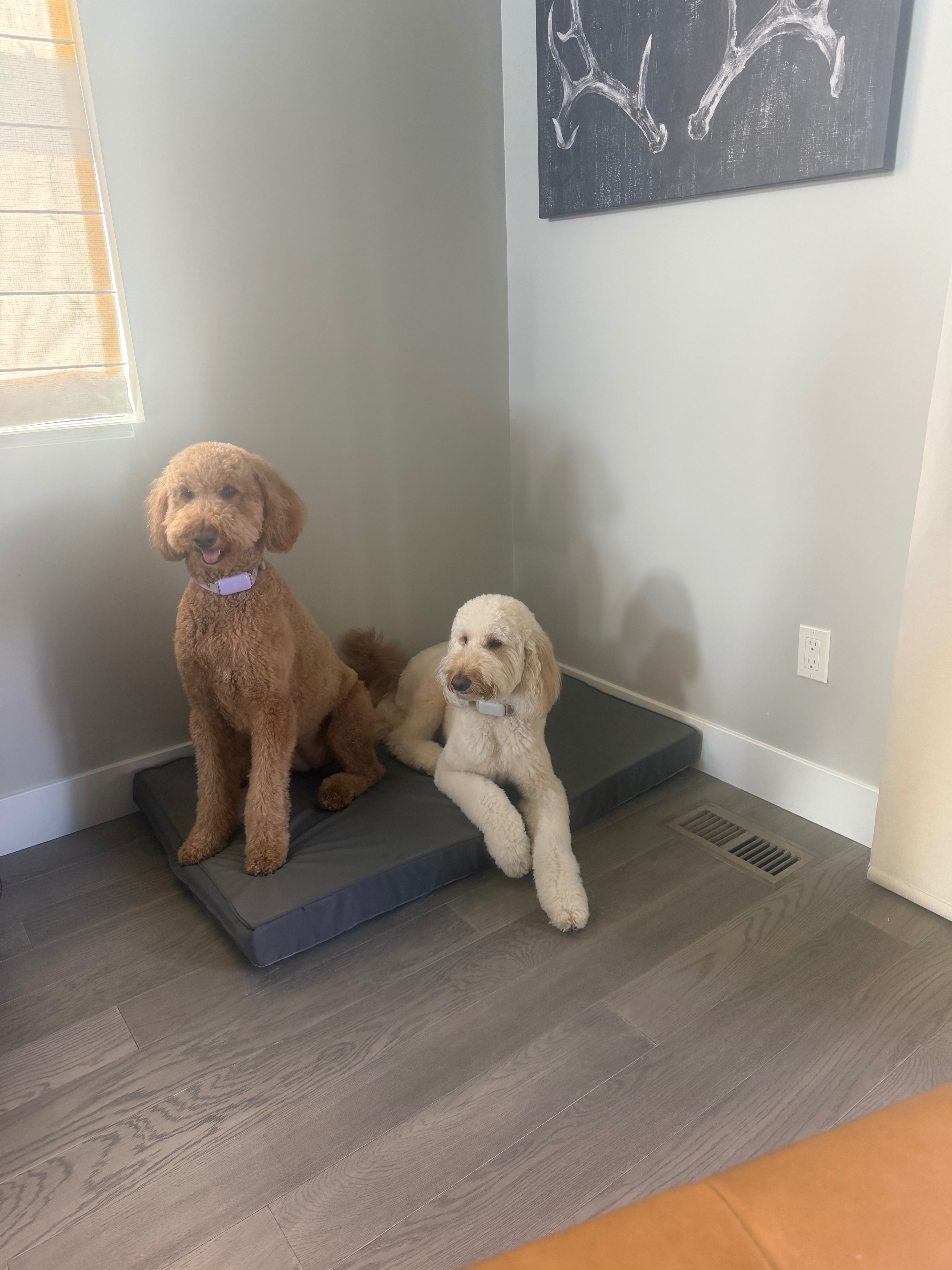 Help Murphee Recover From a Moose Attack Vet Surgery campaign photo, 5 of 8