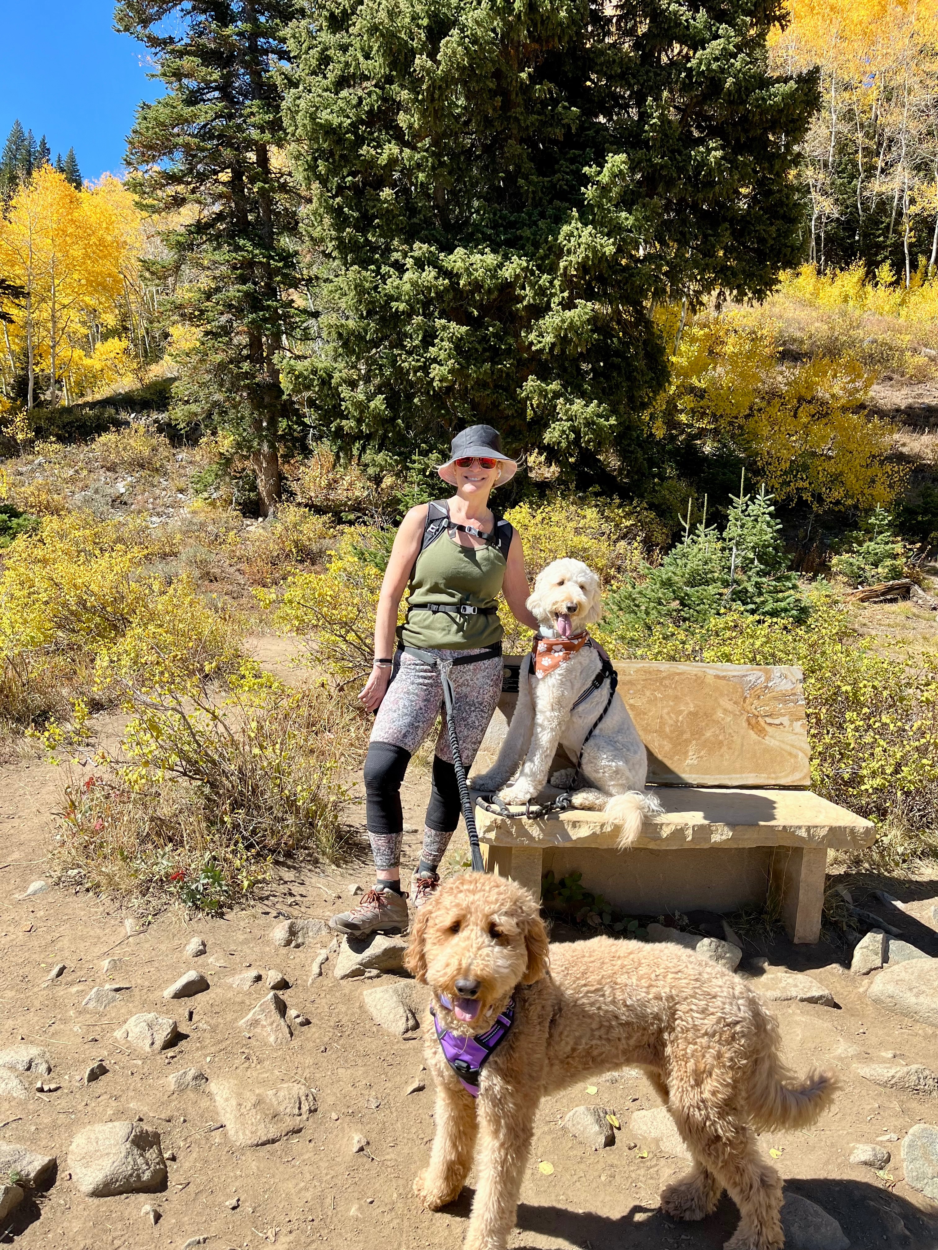 Help Murphee Recover From a Moose Attack Vet Surgery campaign photo, 6 of 8