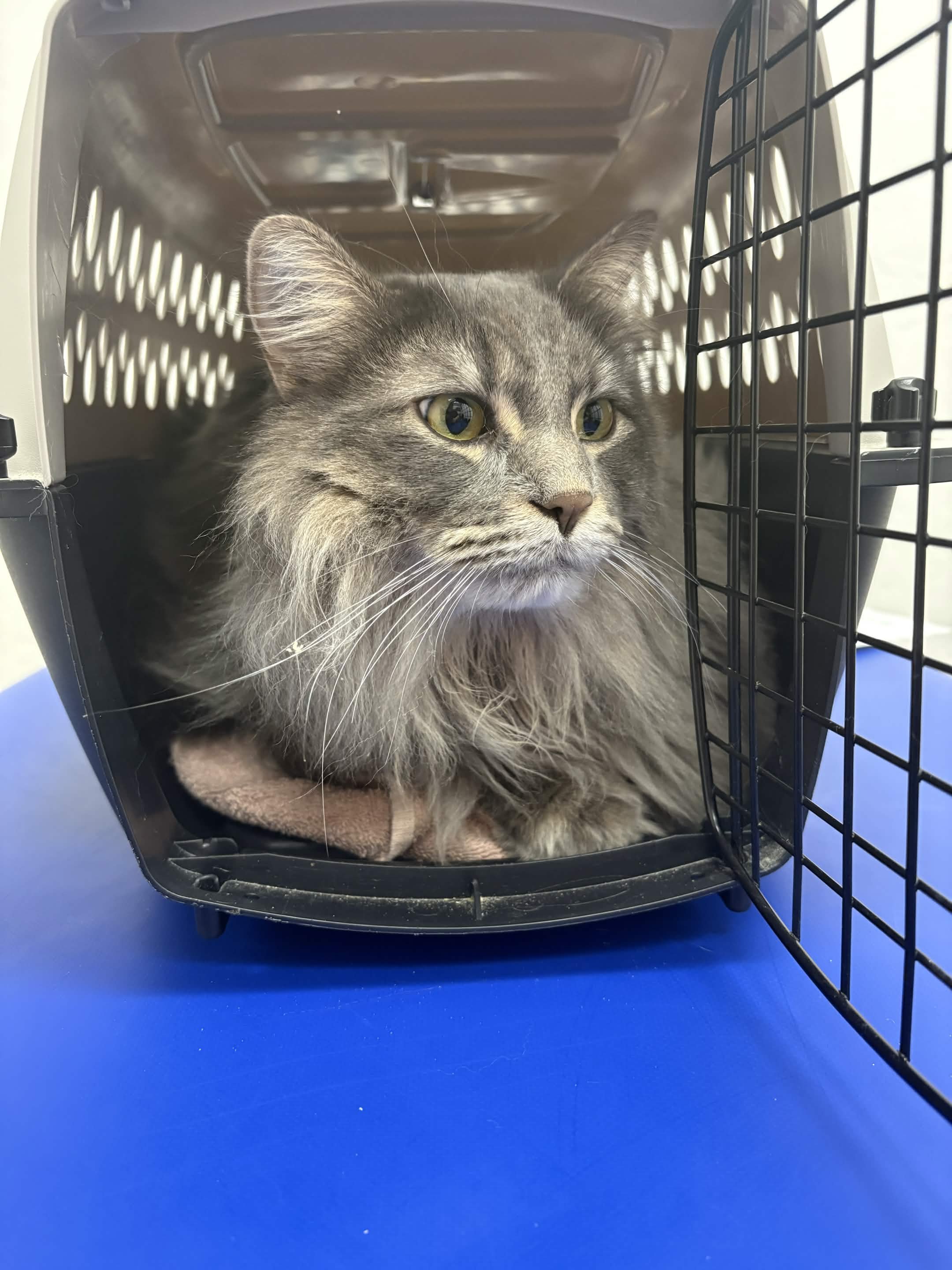 Help cover Apollo's ER Vet treatment campaign photo, 4 of 5