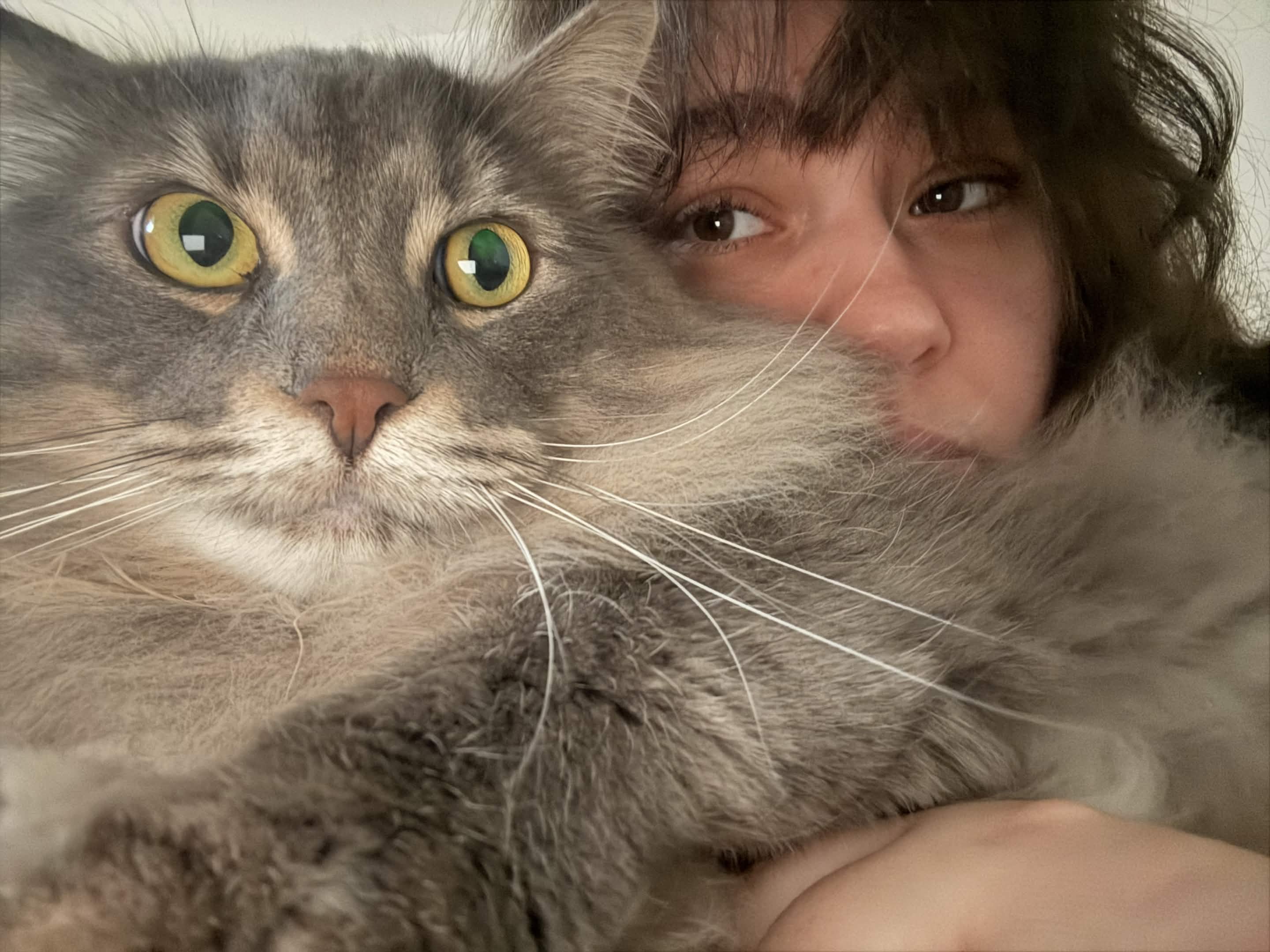 Help cover Apollo's ER Vet treatment campaign photo, 2 of 5