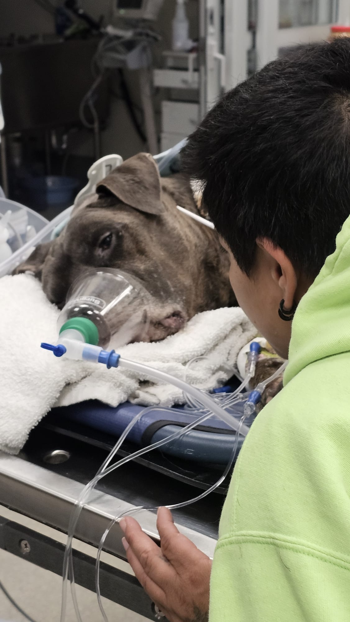 Kampagnen-Foto für Emergency Vet Care for My Best Friend, 2 von 7