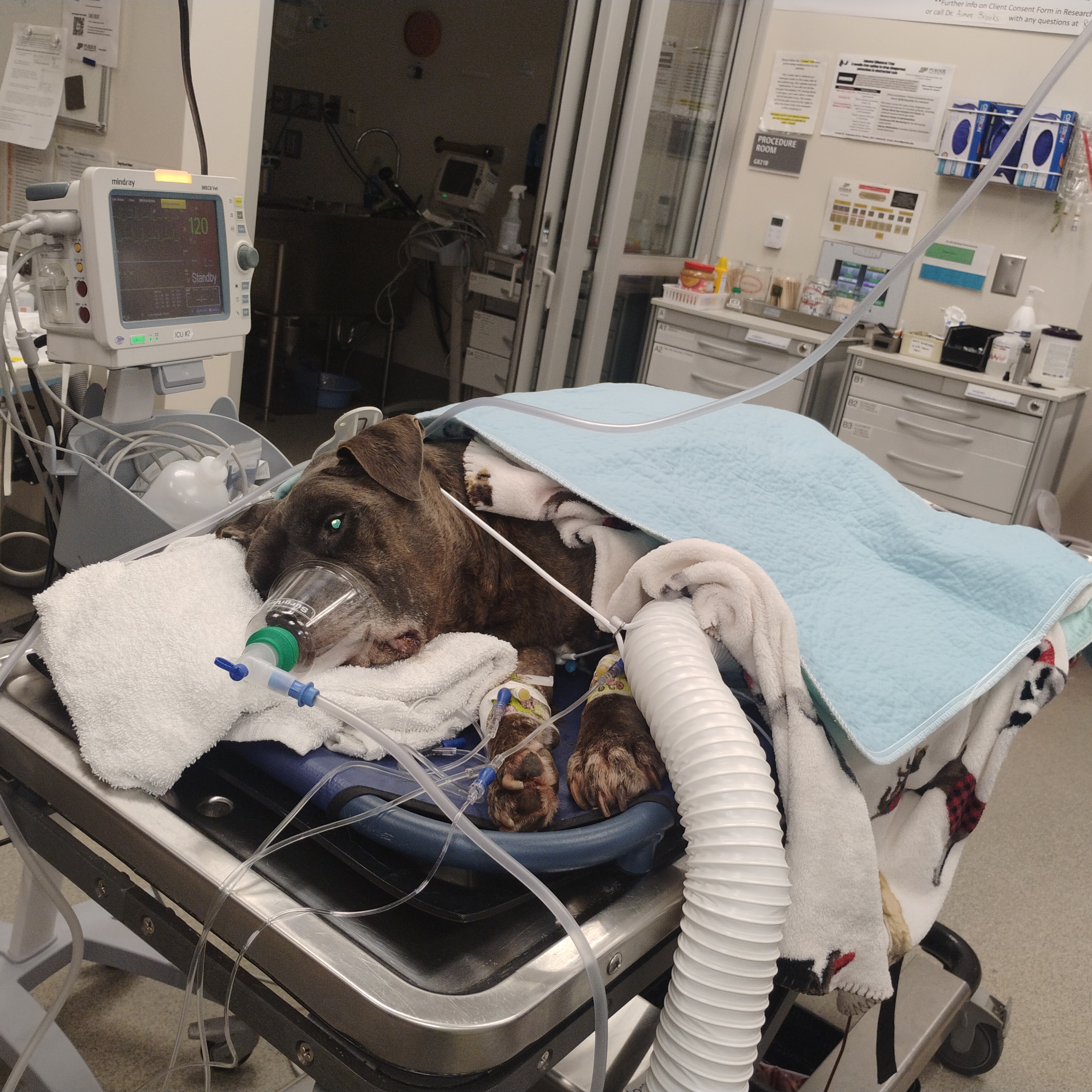 Kampagnen-Foto für Emergency Vet Care for My Best Friend, 5 von 7