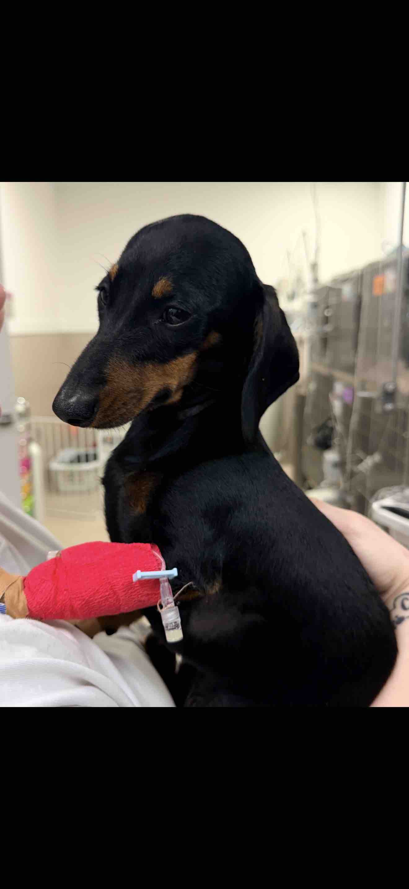 Help Bobbi fight for her life ♥️ campaign photo, 6 of 8