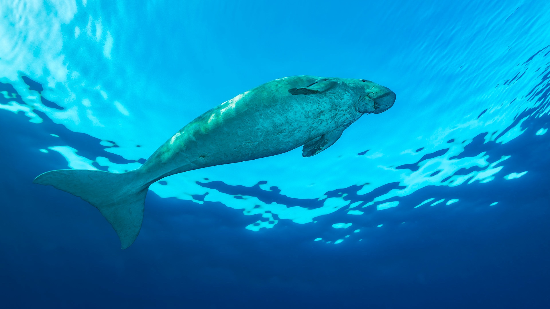 Gemeinsam die letzten Dugongs im Roten Meer schützen campaign photo, 5 of 6