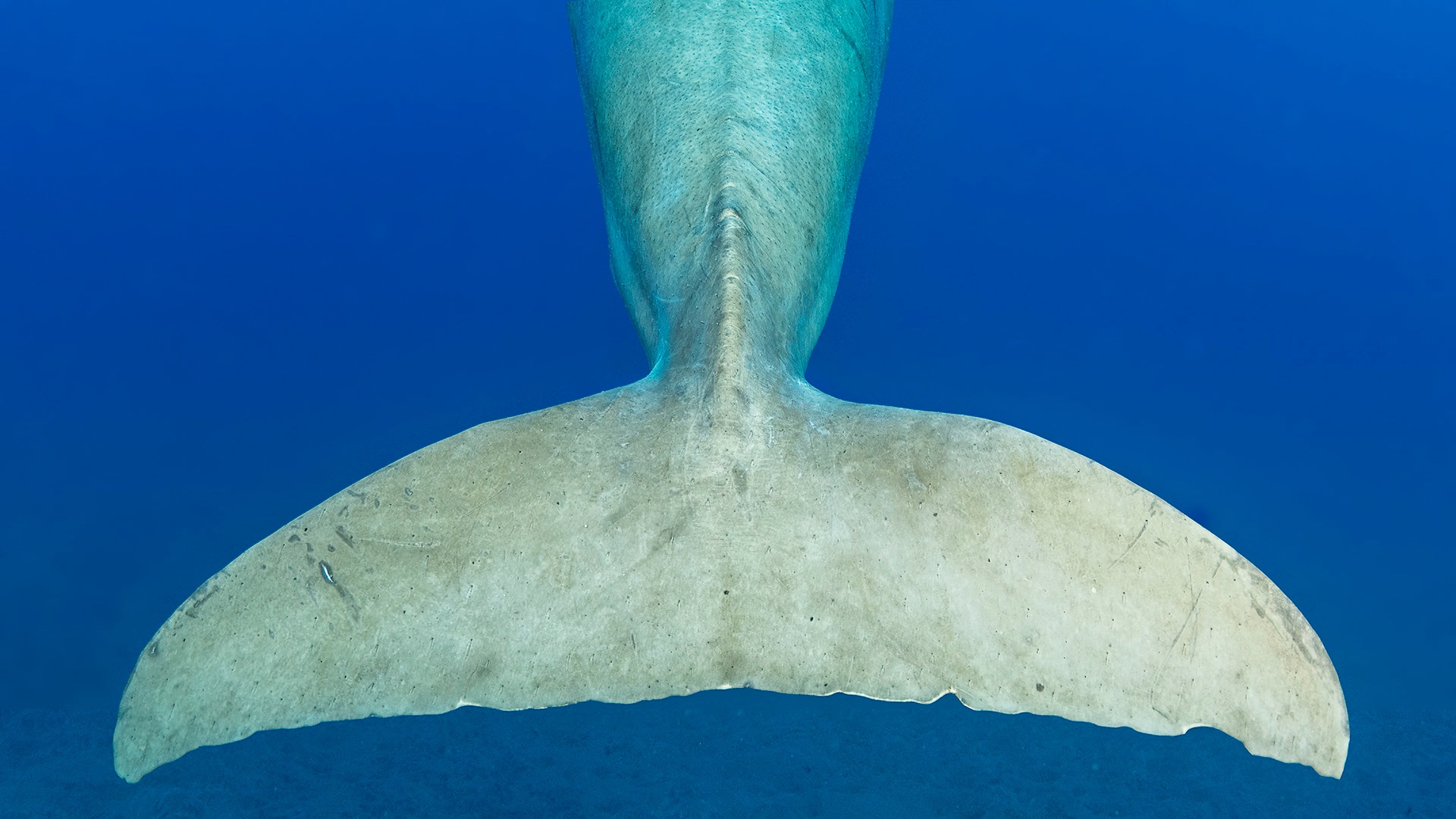 Gemeinsam die letzten Dugongs im Roten Meer schützen campaign photo, 2 of 6