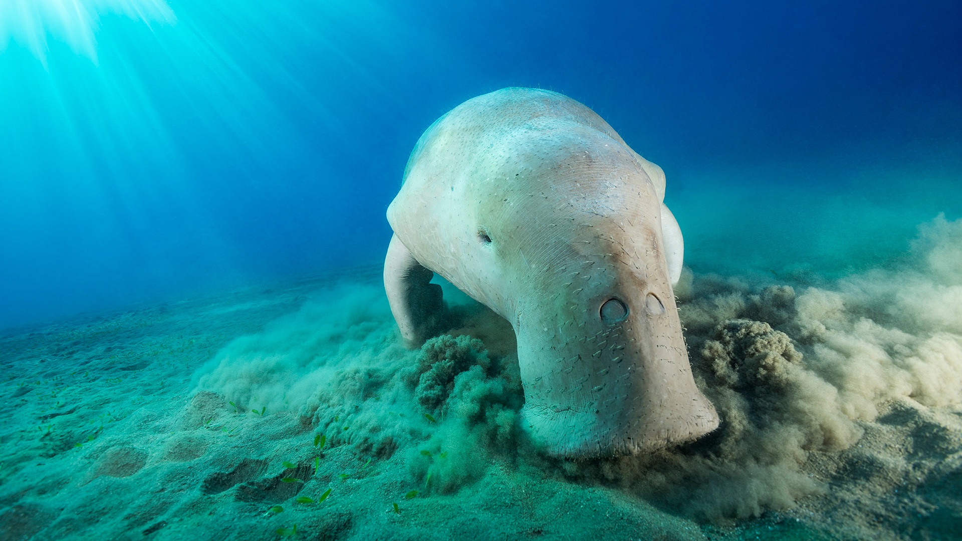 Gemeinsam die letzten Dugongs im Roten Meer schützen campaign photo, 4 of 6