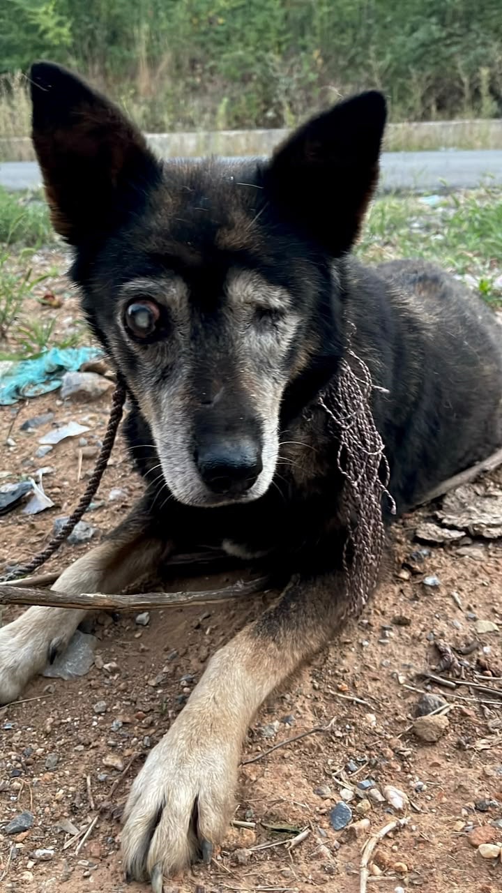 Found Blind and Helpless — Help Us Save Him campaign photo, 2 of 6