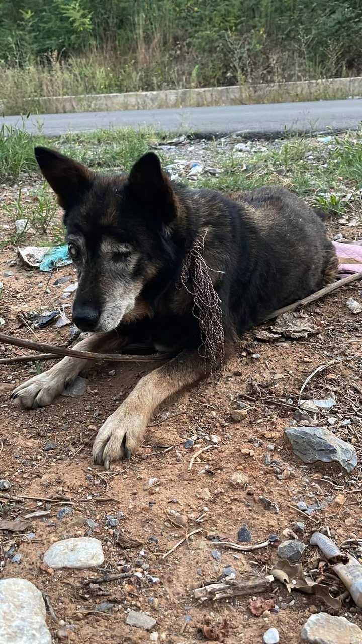 Found Blind and Helpless — Help Us Save Him campaign photo, 5 of 6