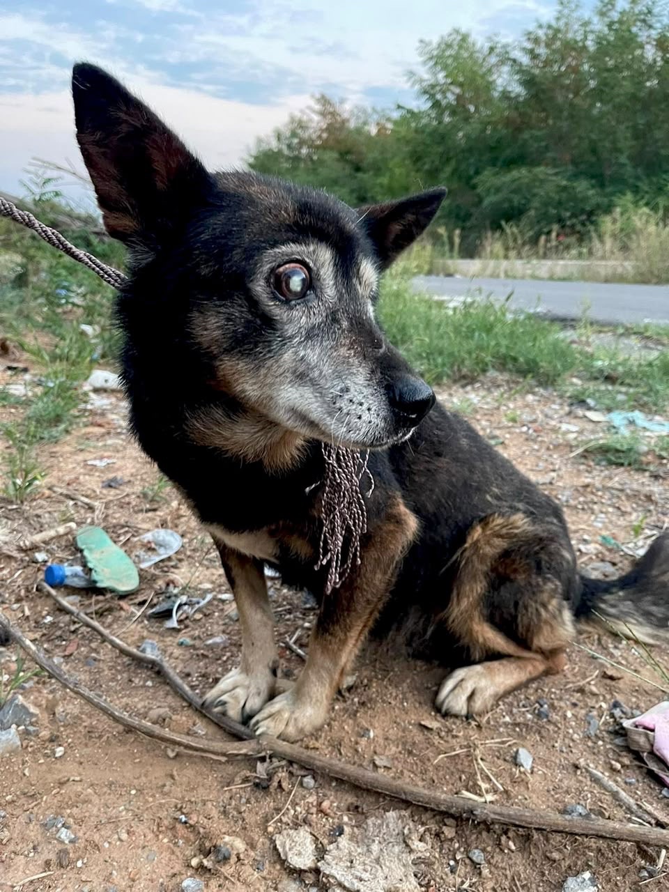Found Blind and Helpless — Help Us Save Him campaign photo, 4 of 6