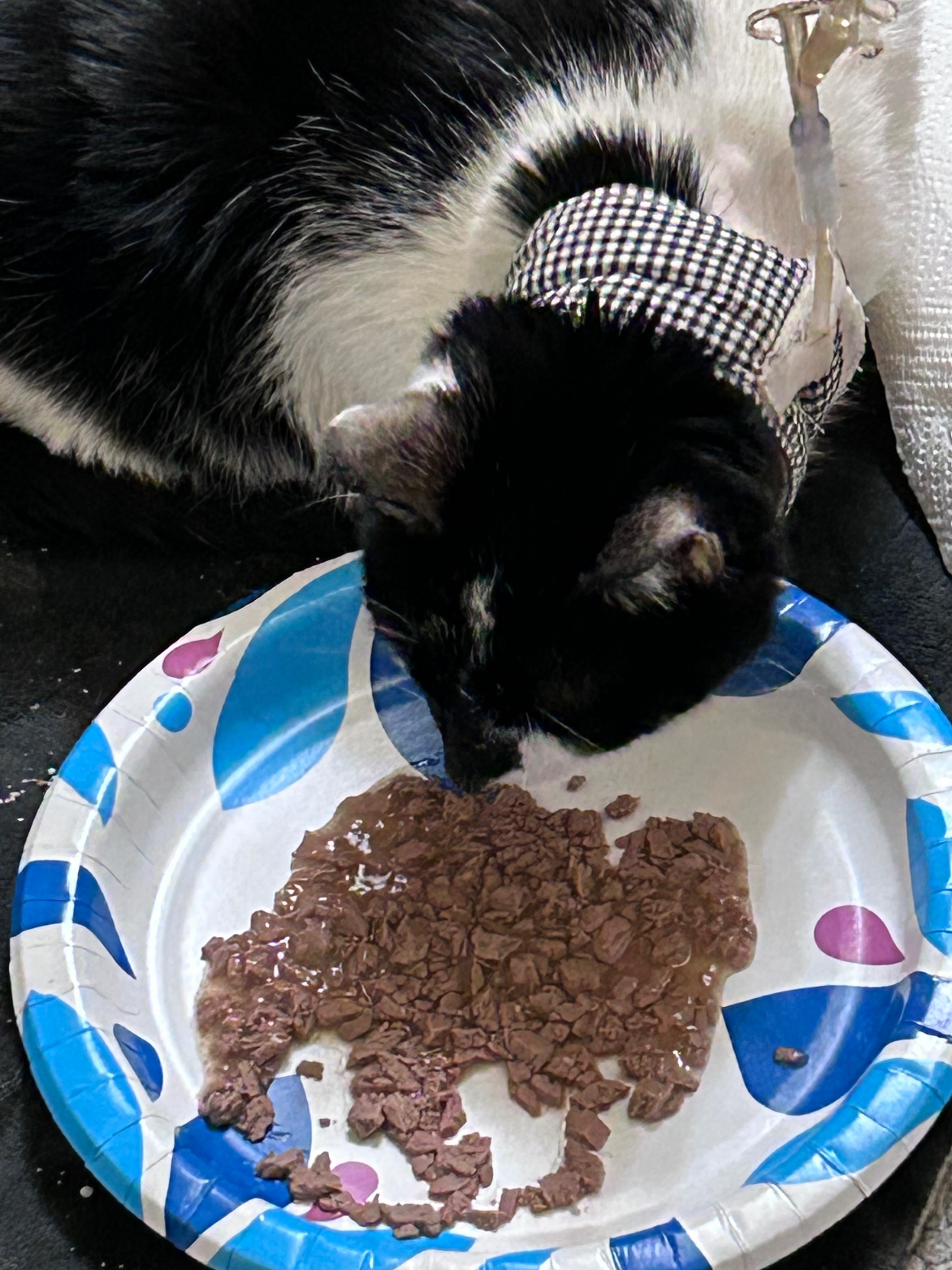 Help Arson Keep Fighting for Deku campaign photo, 6 of 7