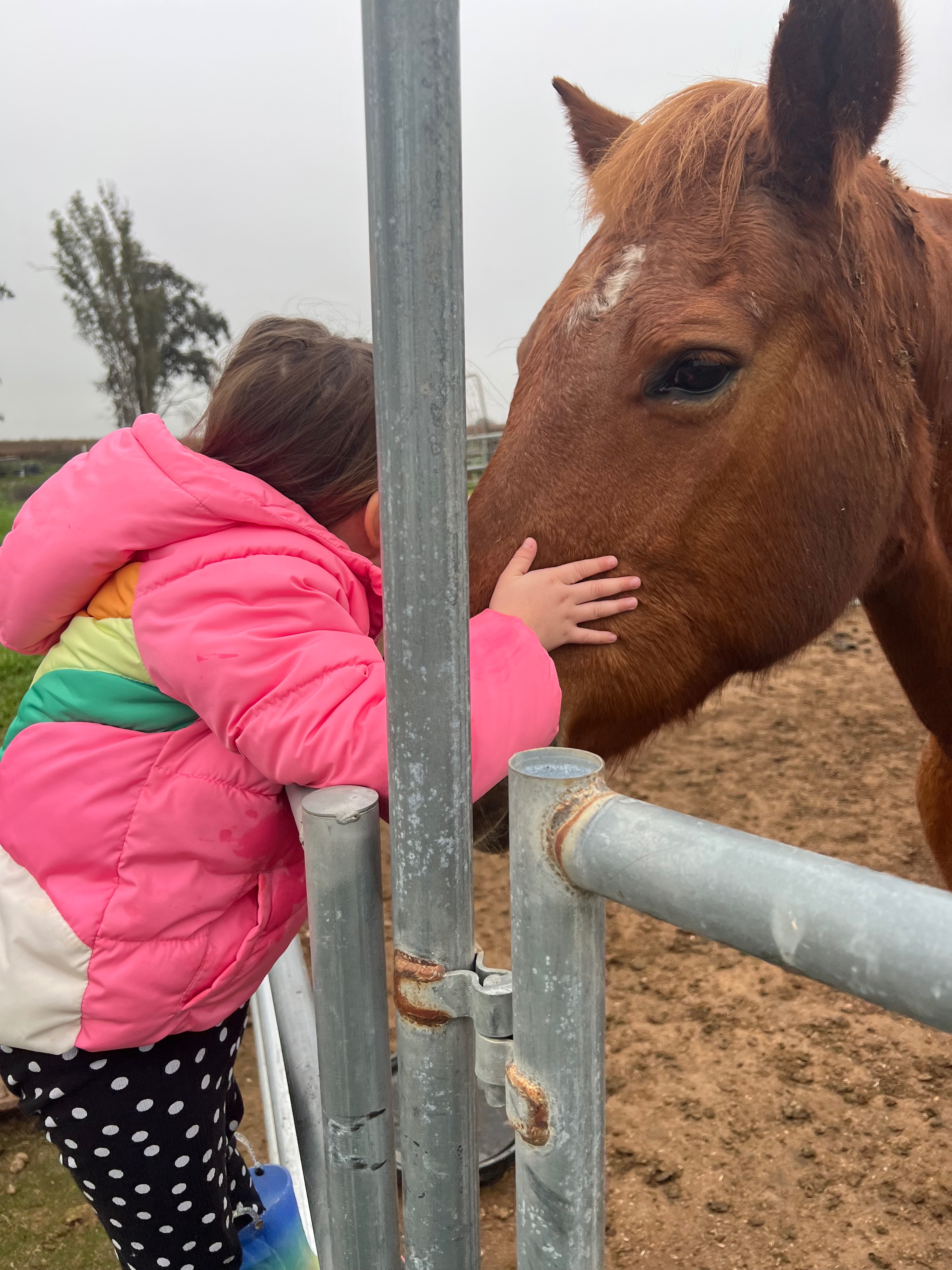 Help Support CBC & Keep the Herd Together campaign photo, 2 of 7