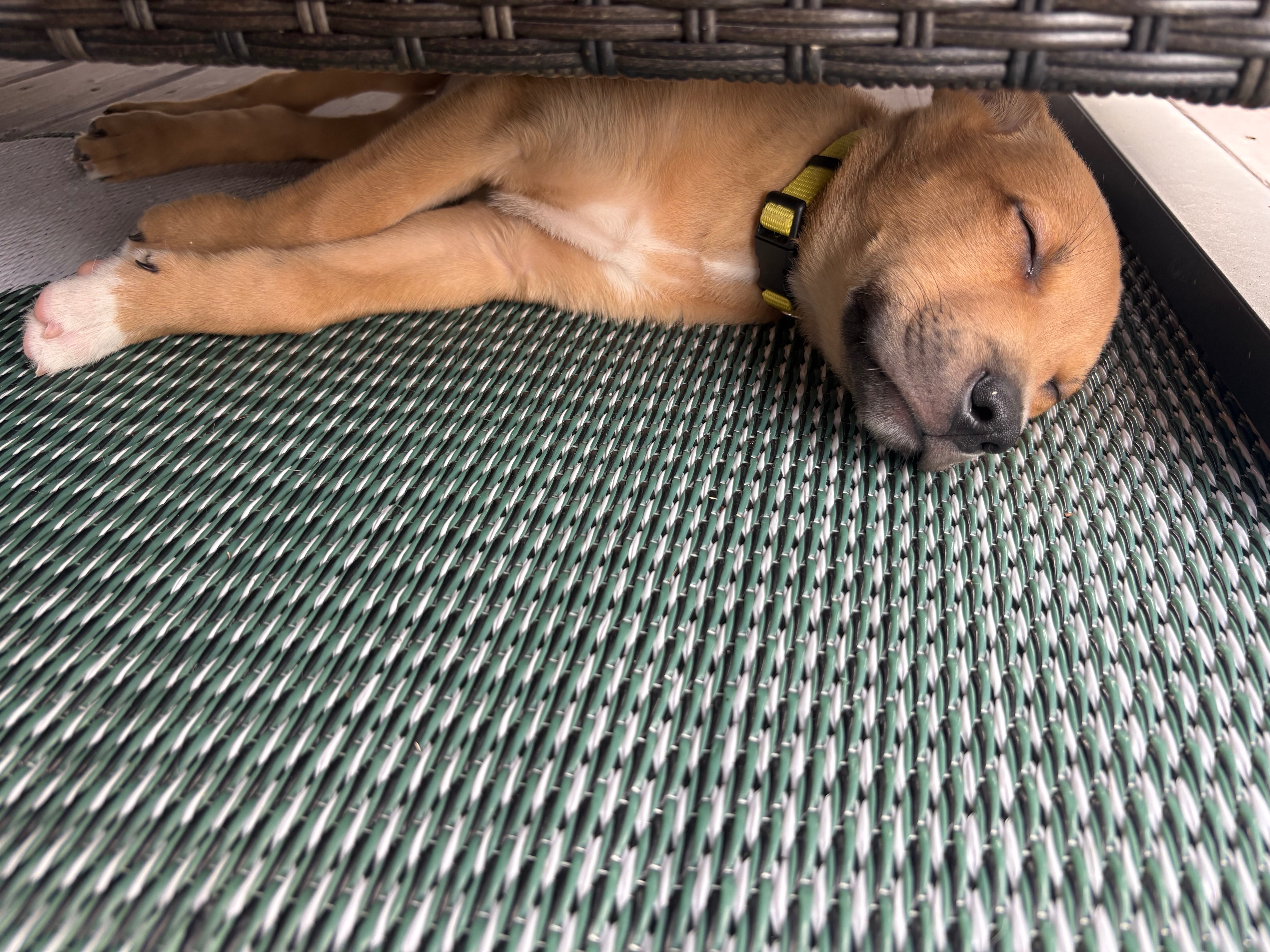 Help 3 month old Max. Emergency Femur surgery for foster pup campaign photo, 9 of 10