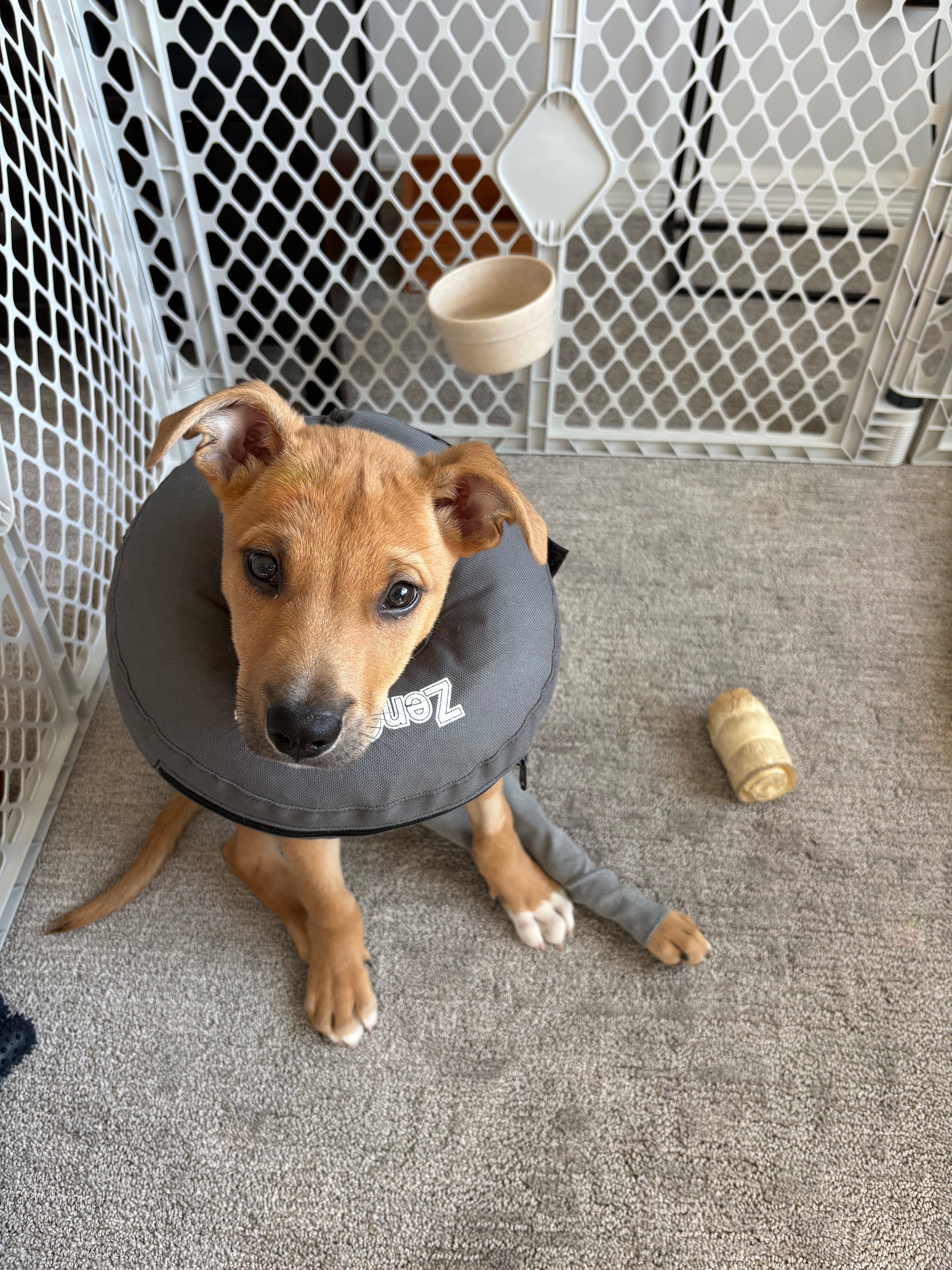 Help 3 month old Max. Emergency Femur surgery for foster pup campaign photo, 4 of 10