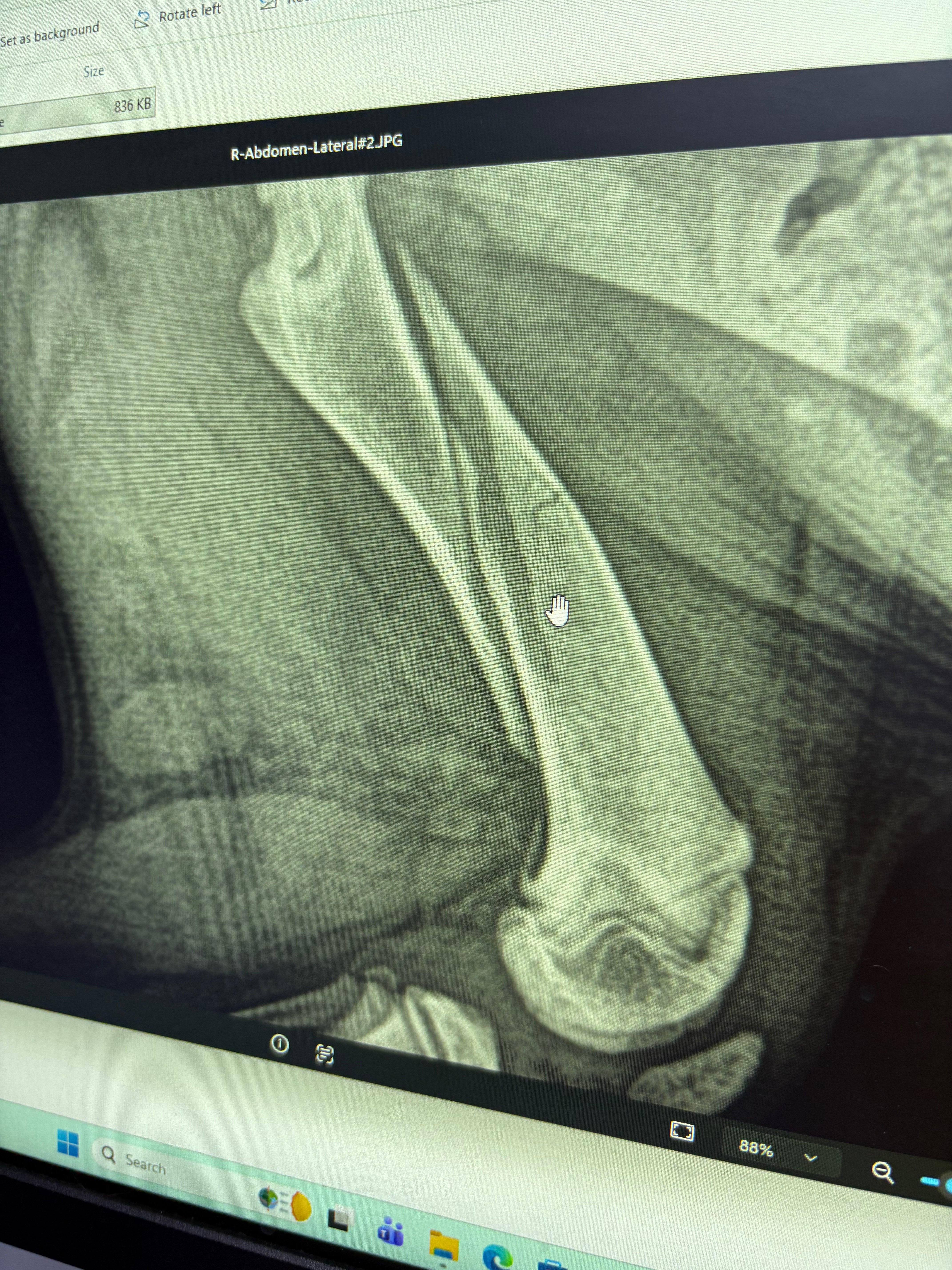 Help 3 month old Max. Emergency Femur surgery for foster pup campaign photo, 5 of 10